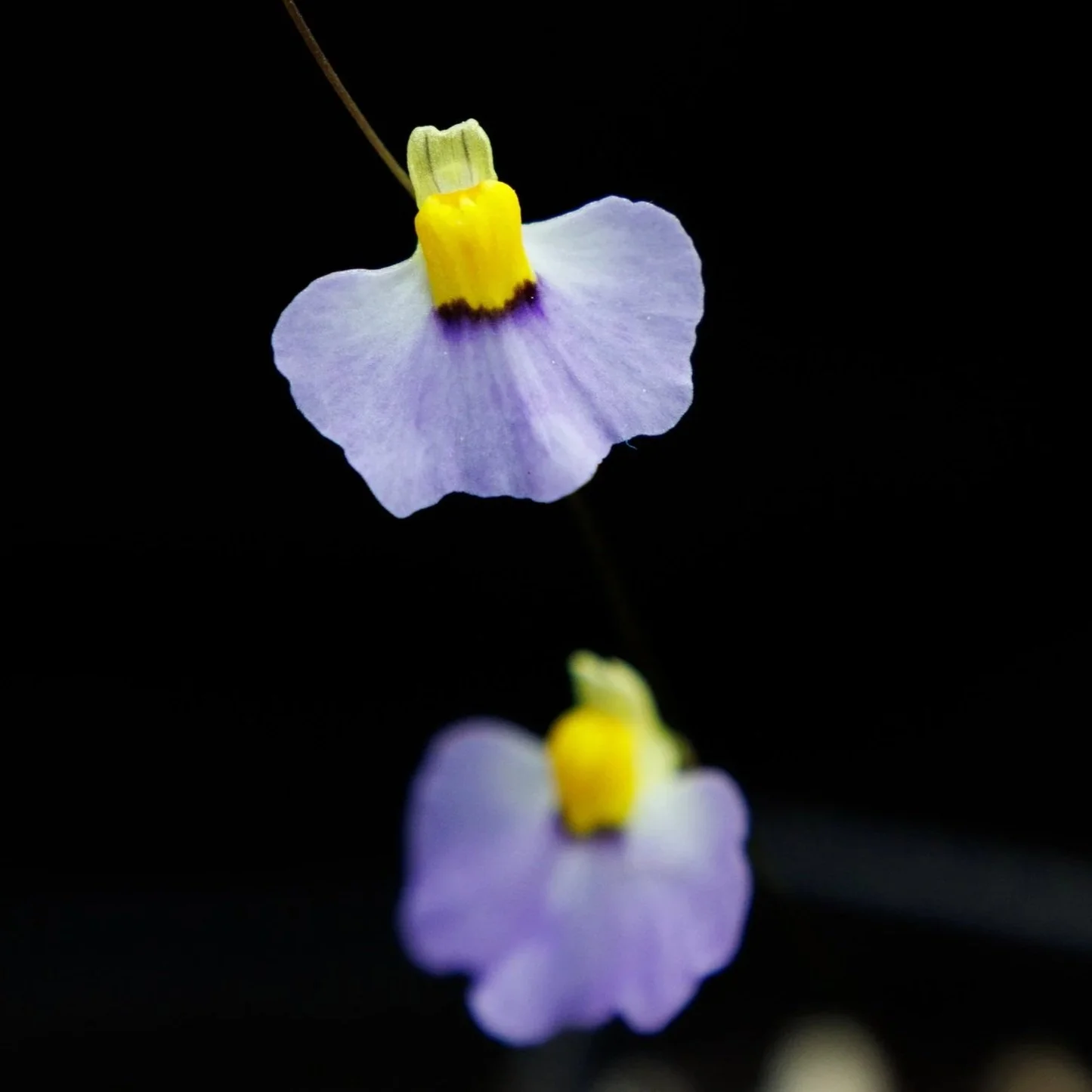 Utricularia bisquamata 'Betty's Bay'