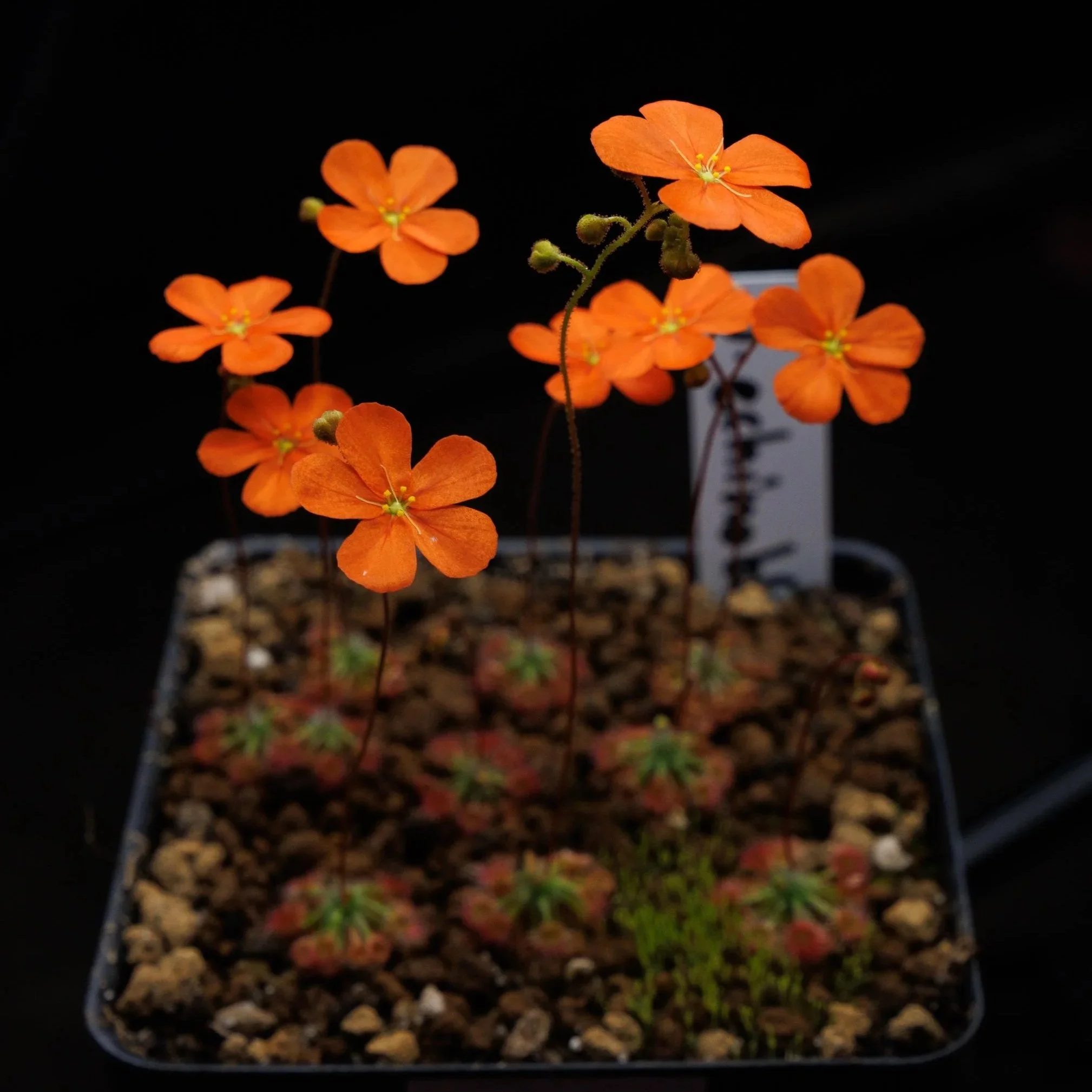 GEMMAE - Drosera echinoblastus