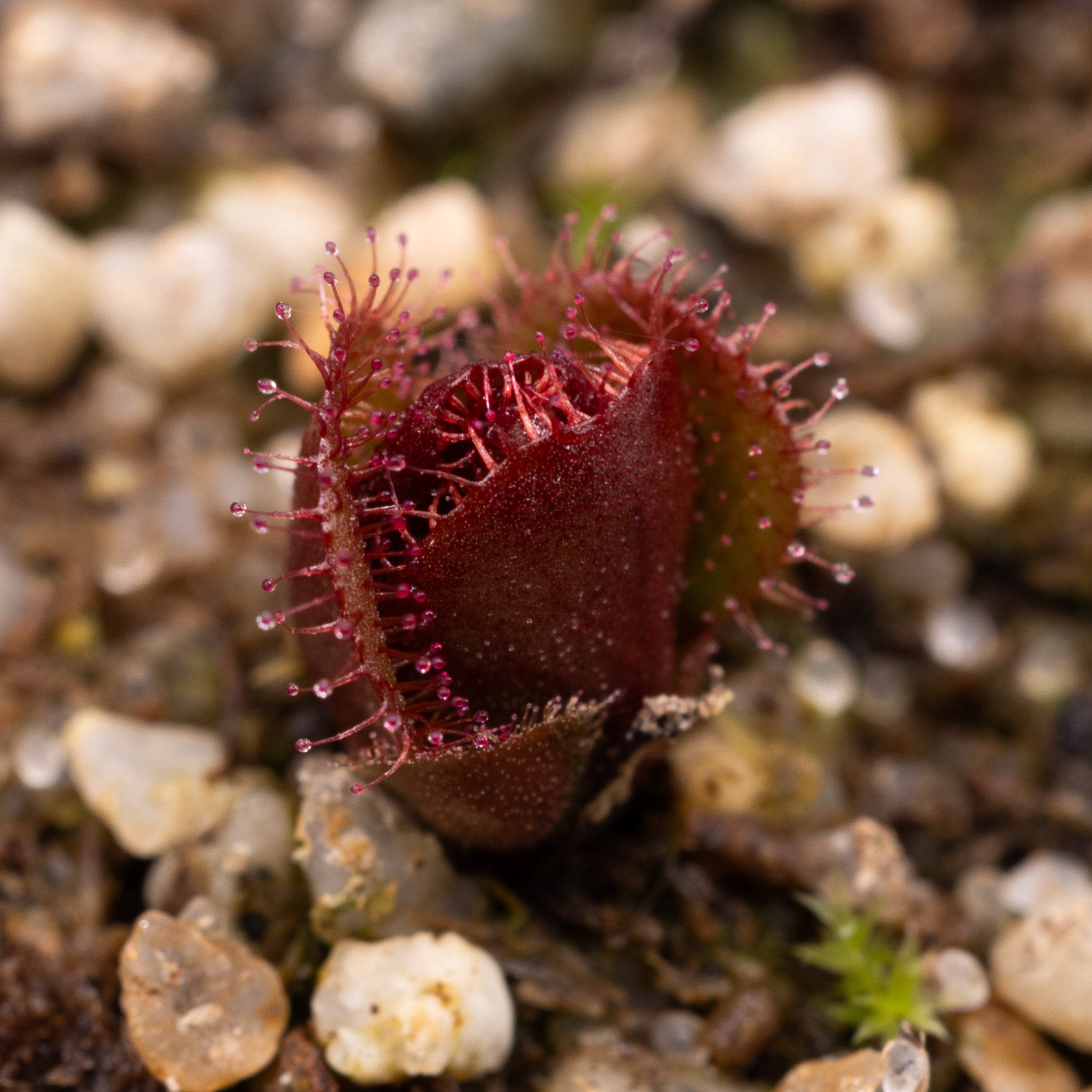 Drosera tubaestylis