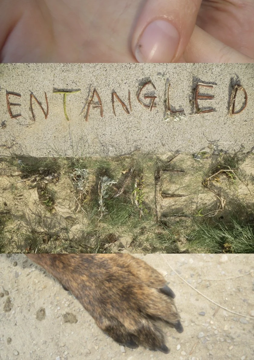 entangled times (___ times 3).1.jpeg