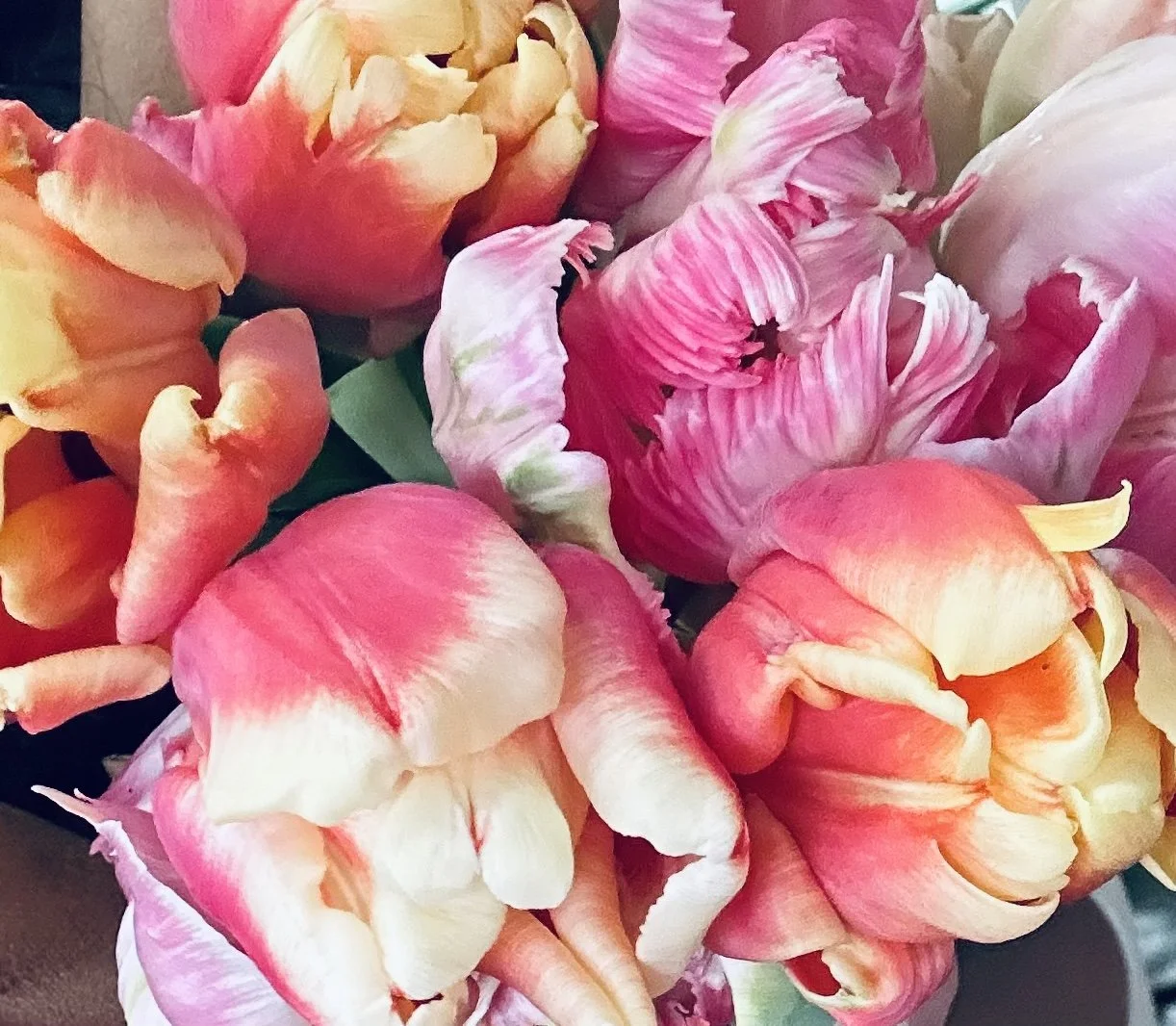 tulips