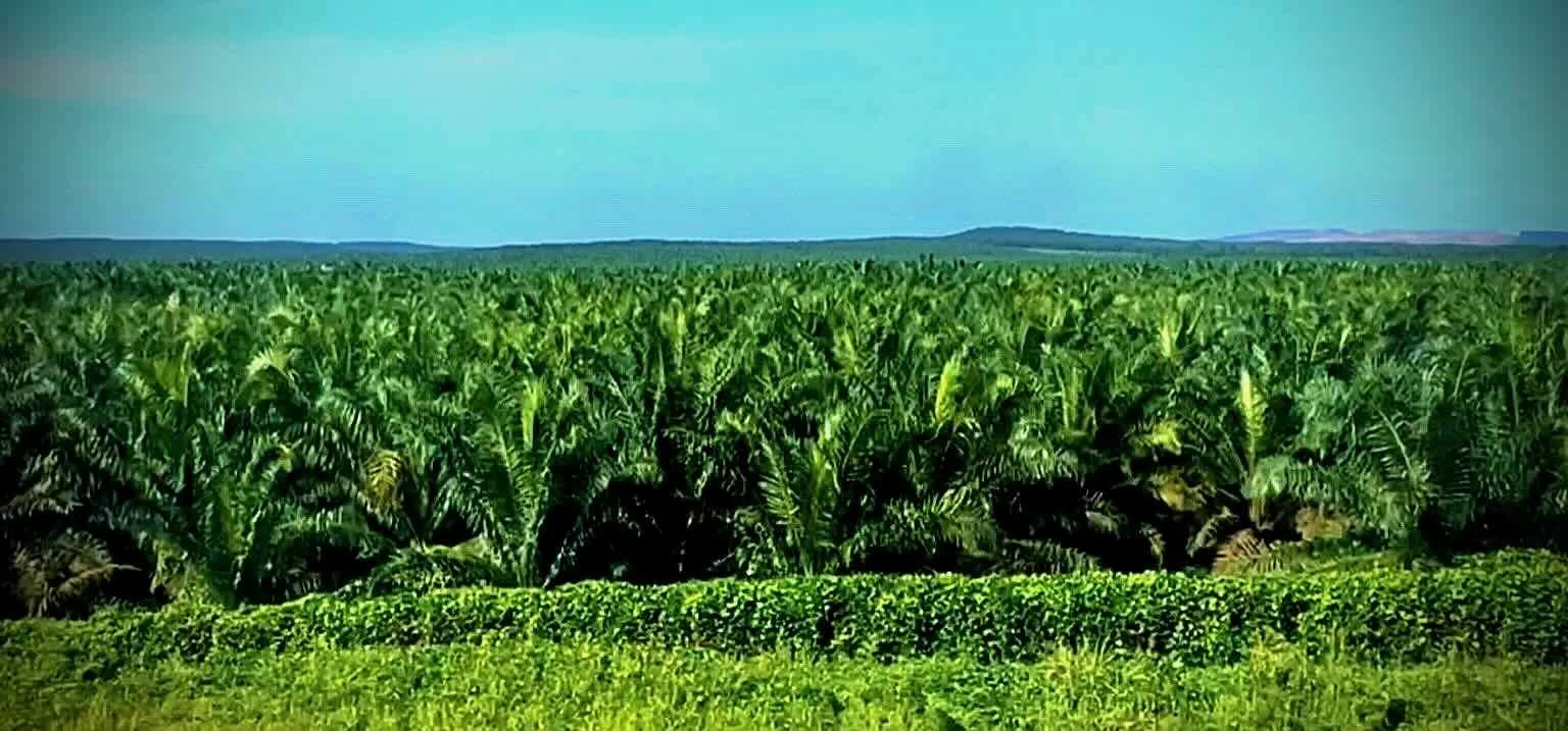 Oil palm plantations.