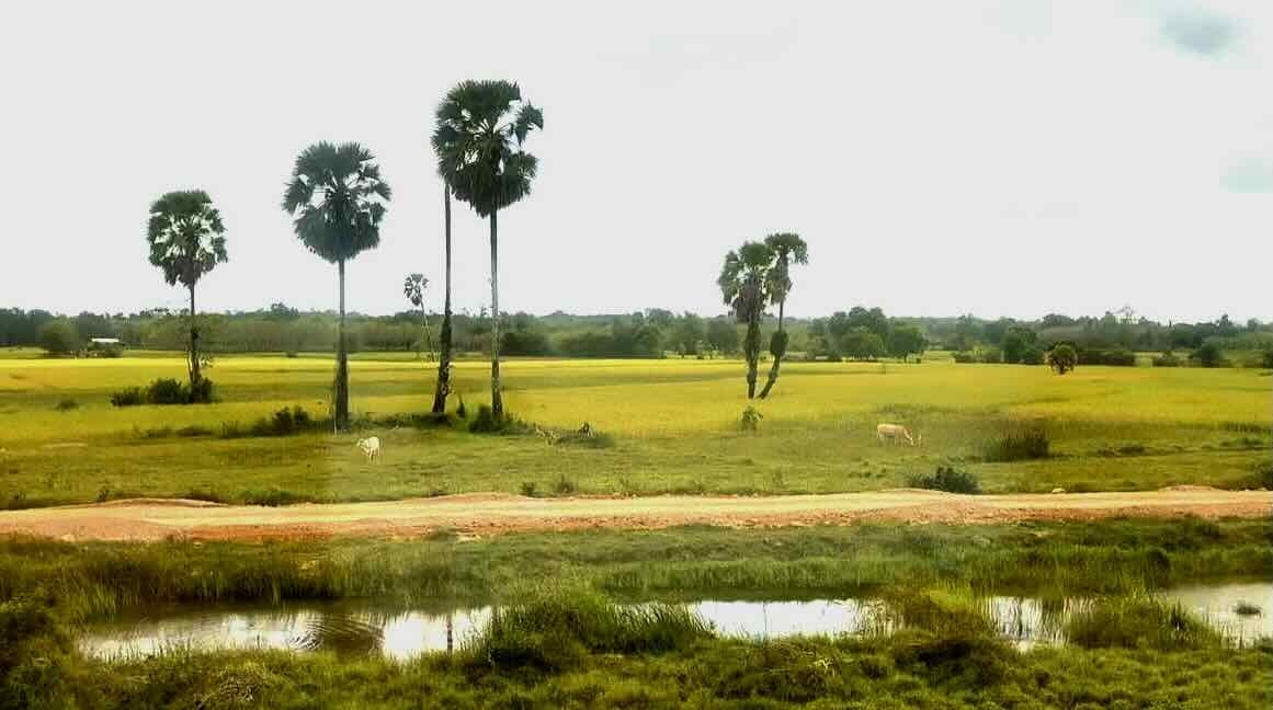 Rice paddy views.