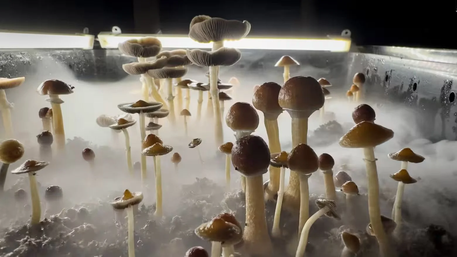 Mushrooms.