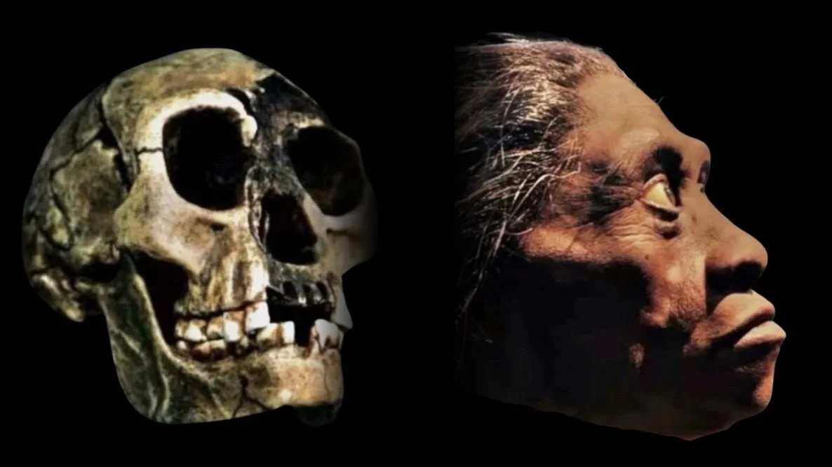 Homo floresiensis skull next to a reconstruction of the face.