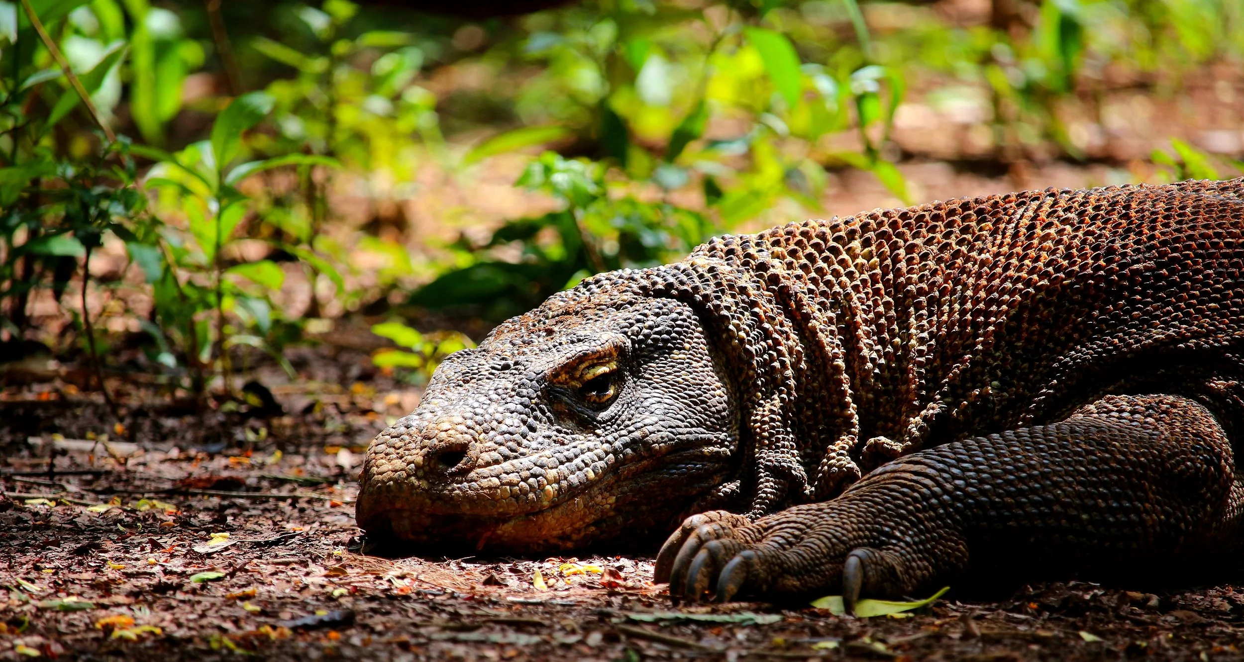A Komodo dragon lounging under a tree.