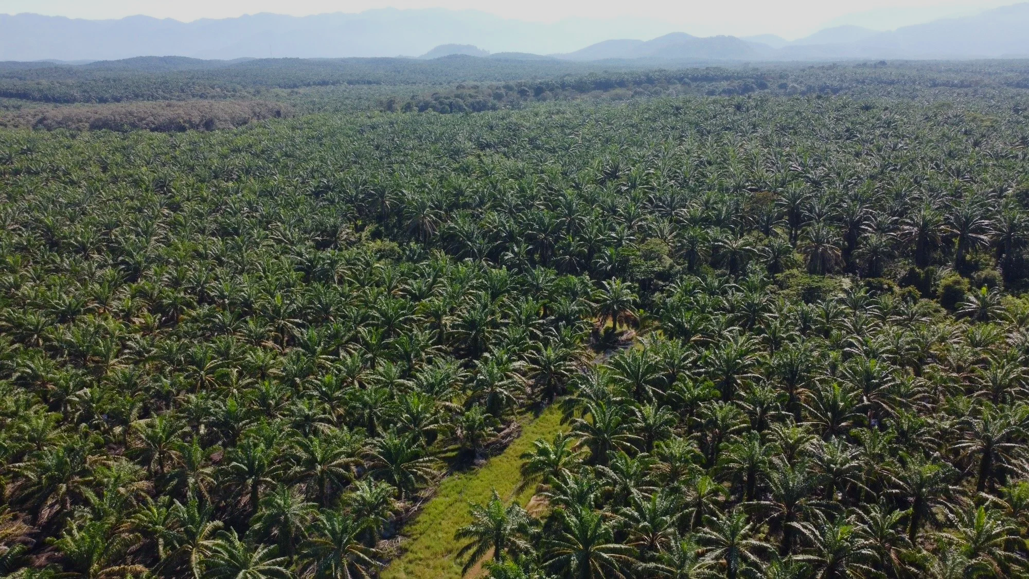 Malaysia's vast oil palm plantations.