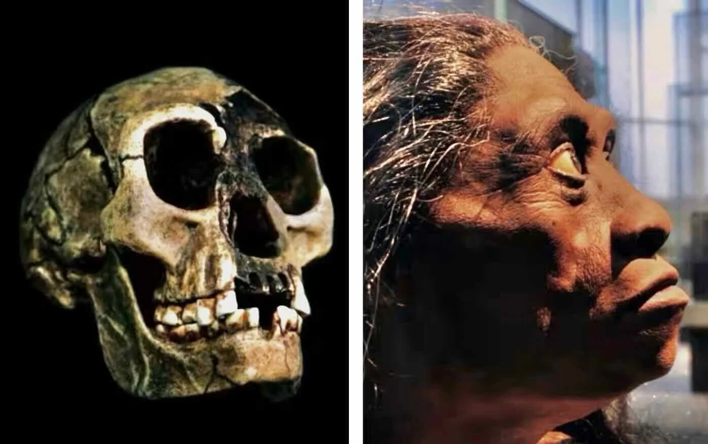 Homo floresiensis skull and reconstruction of face.