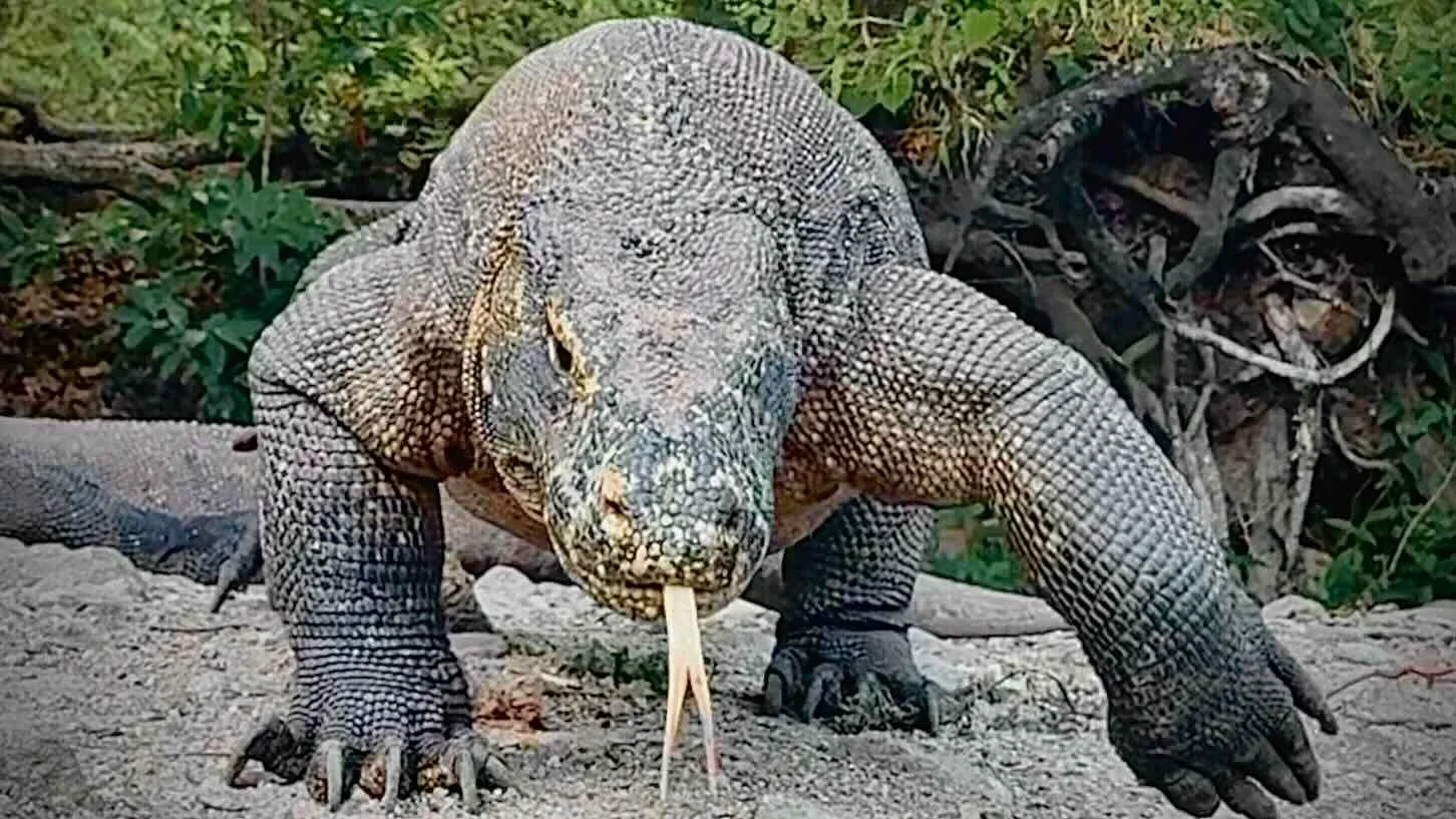 A Komodo dragon.