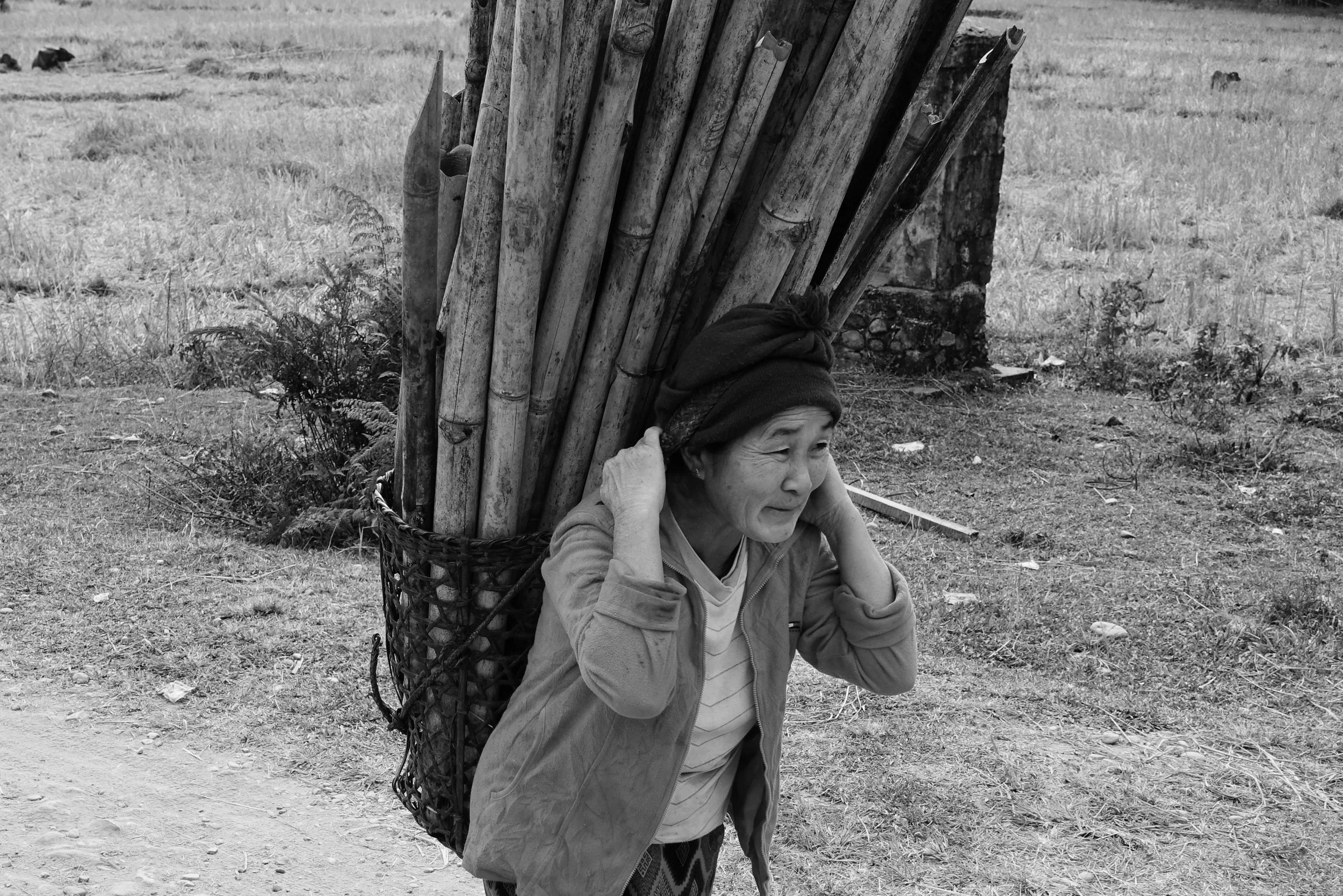 Woman carrying basket on her back filled with bamboo.