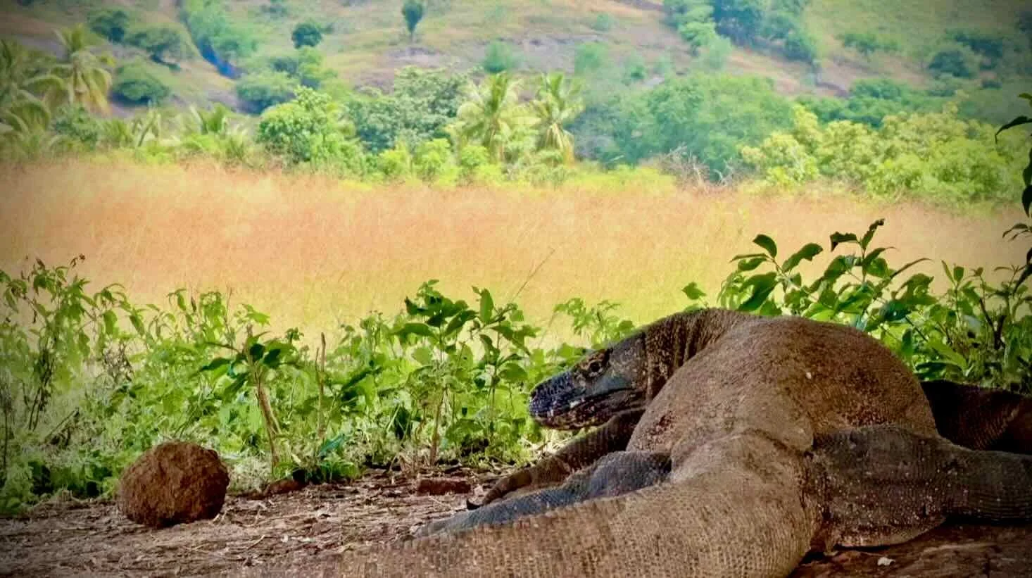 A Komodo dragon under a tree.