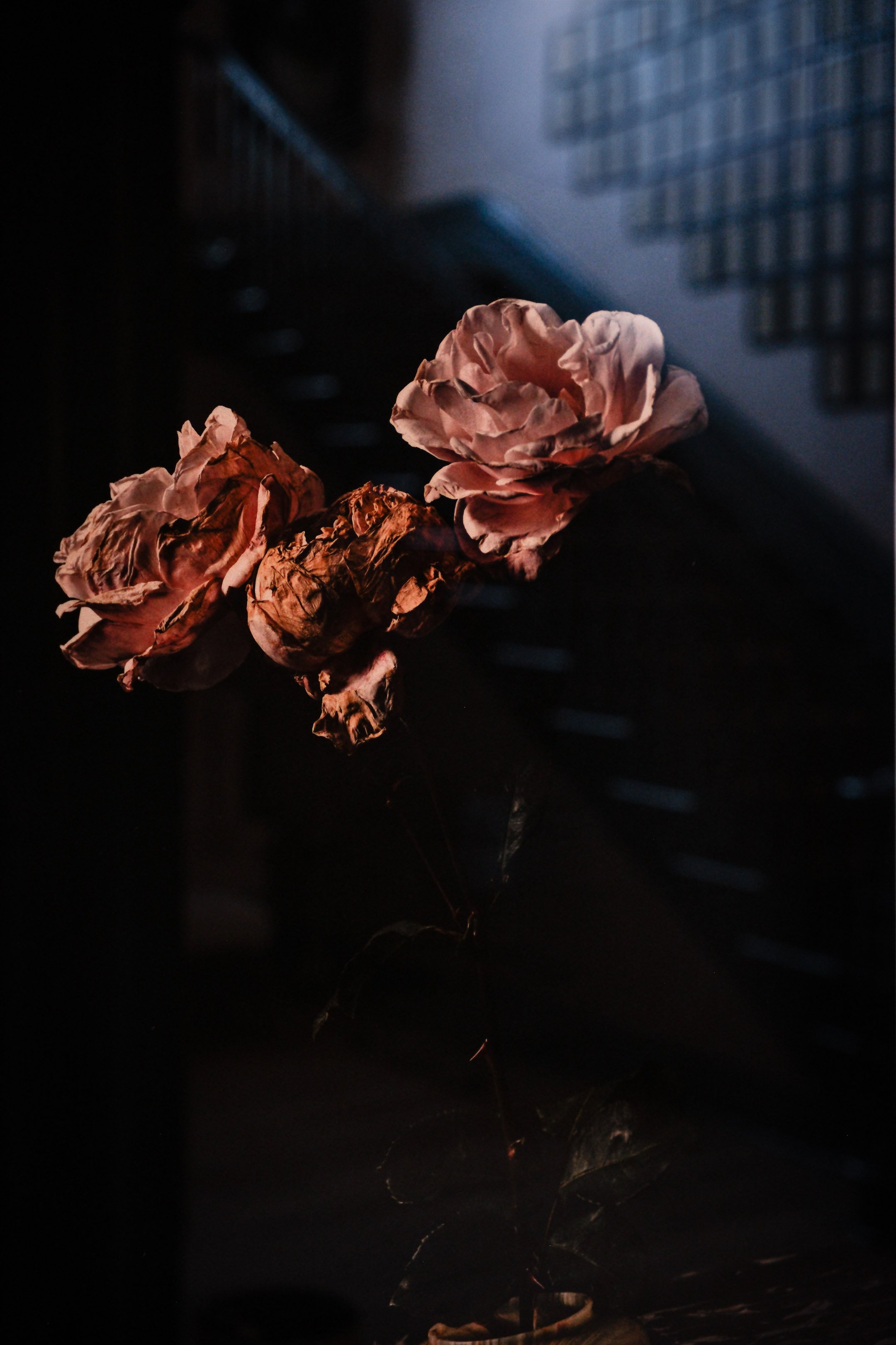 Canada_Noël 2025-247.jpg