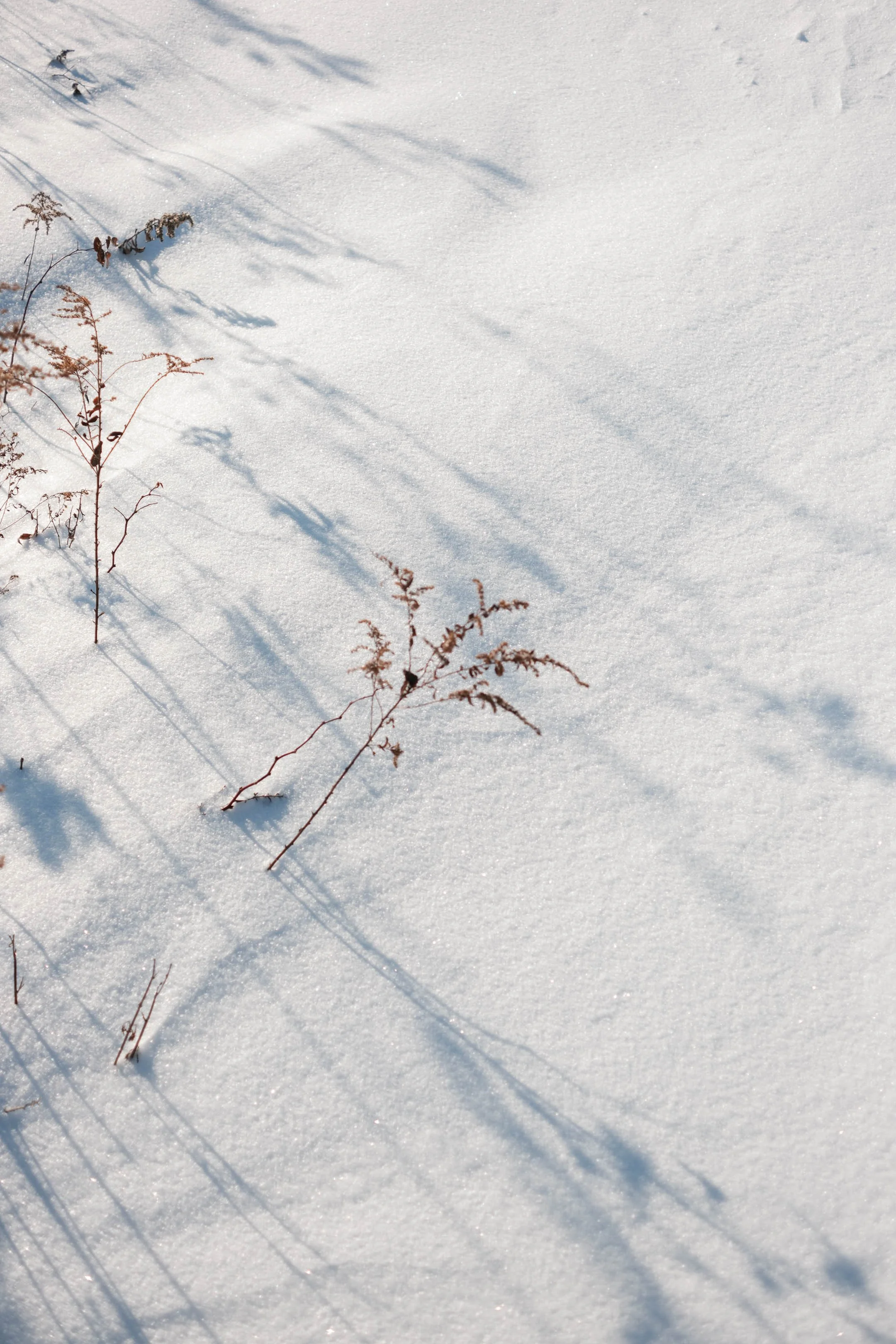 Canada_Noël 2025-95.jpg