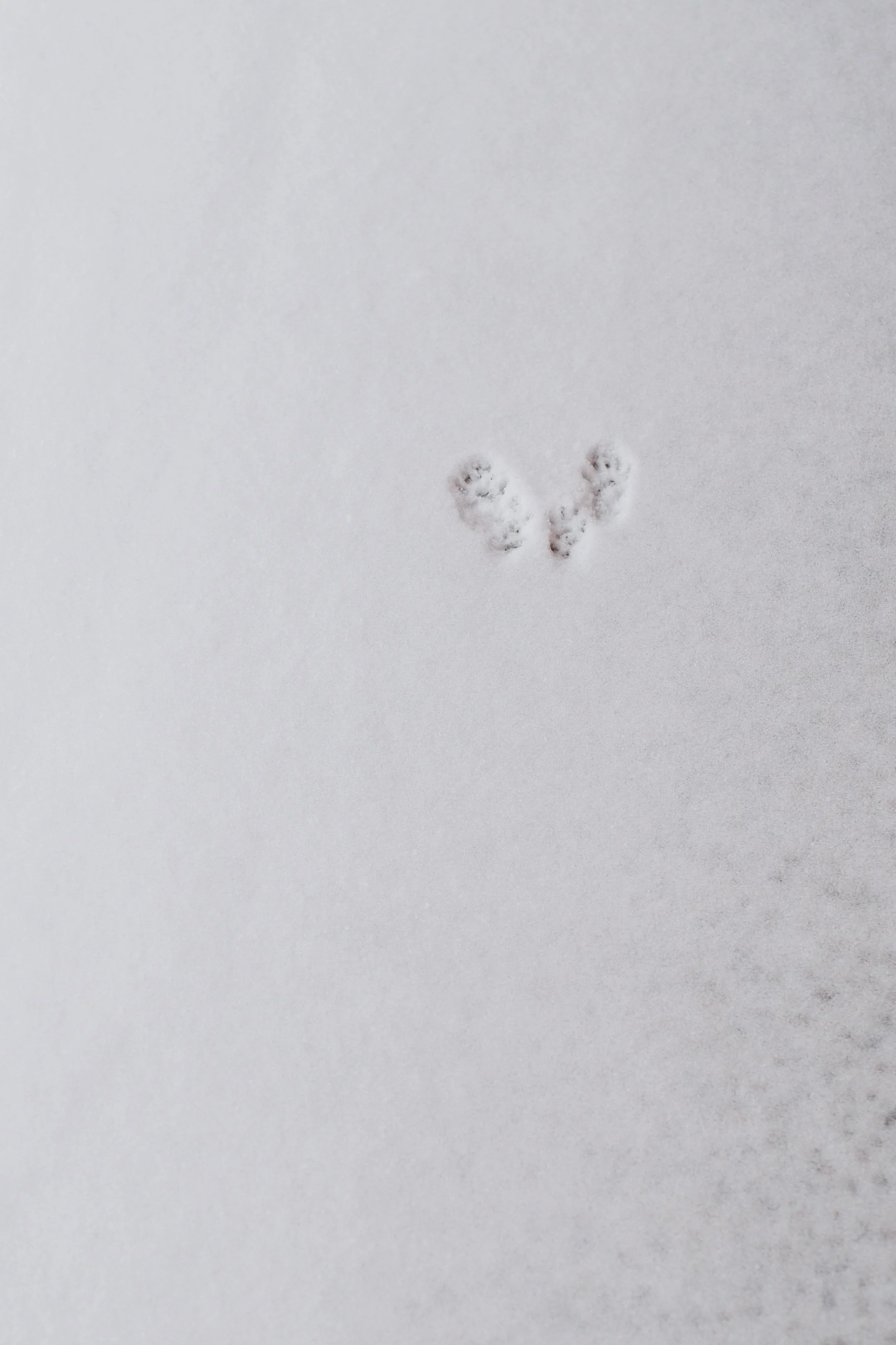 Canada_Noël 2025-111.jpg