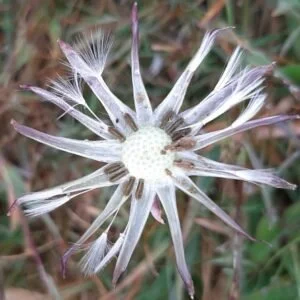 dandelion-300x300.jpeg