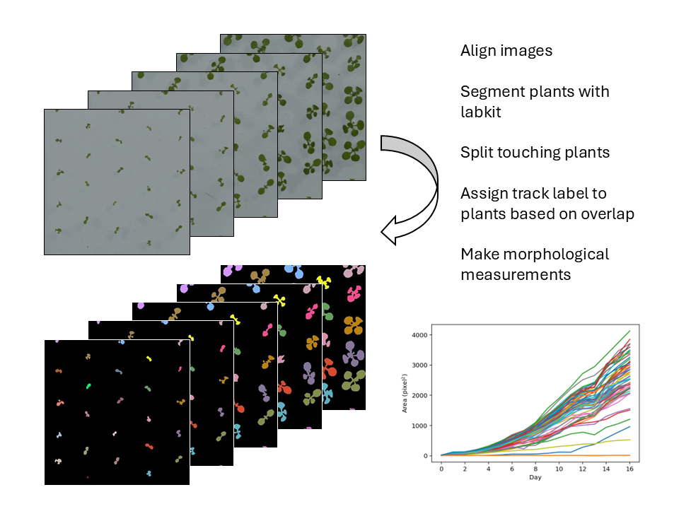 Tracking Arabidopsis growth from time-lapse images