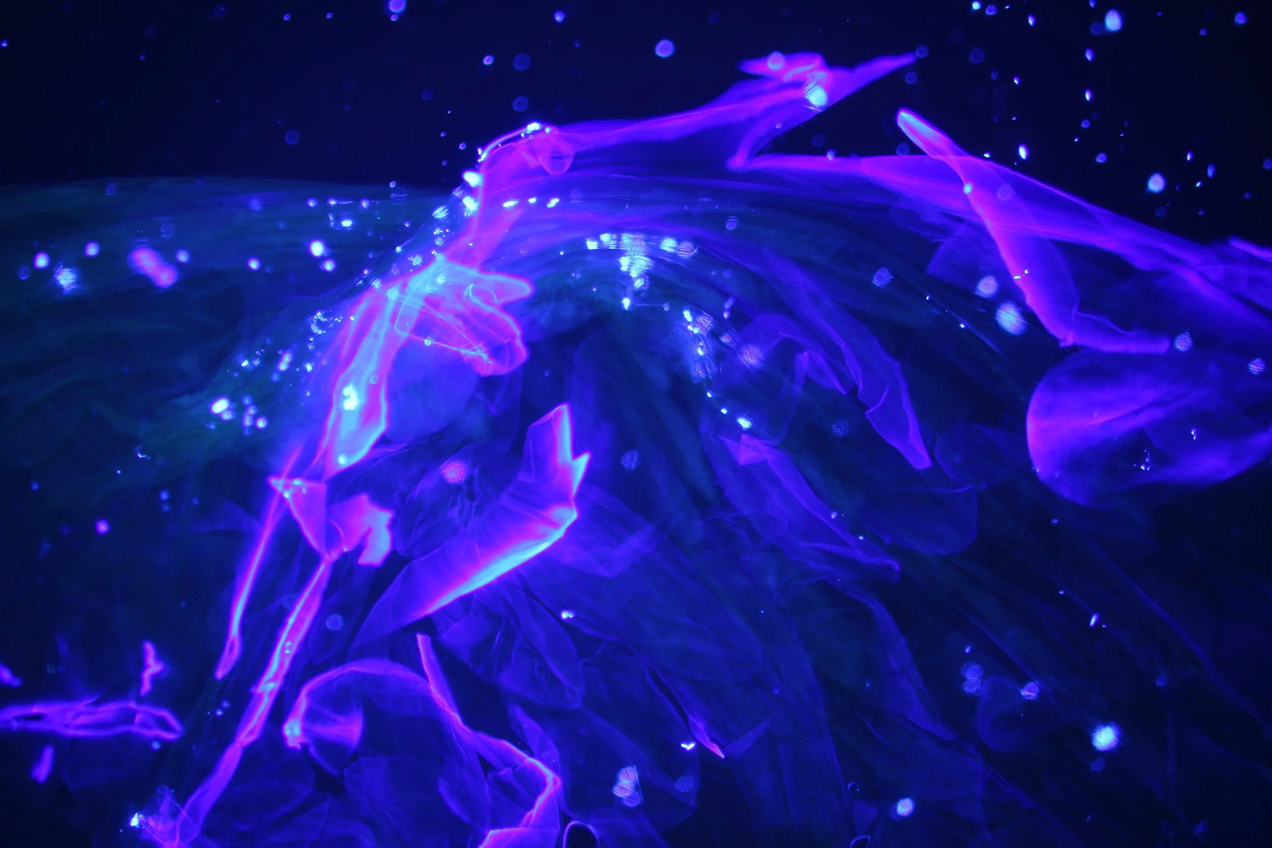 Onion+epidermis_calcofluor.ria_rodriguez_jpg.jpg