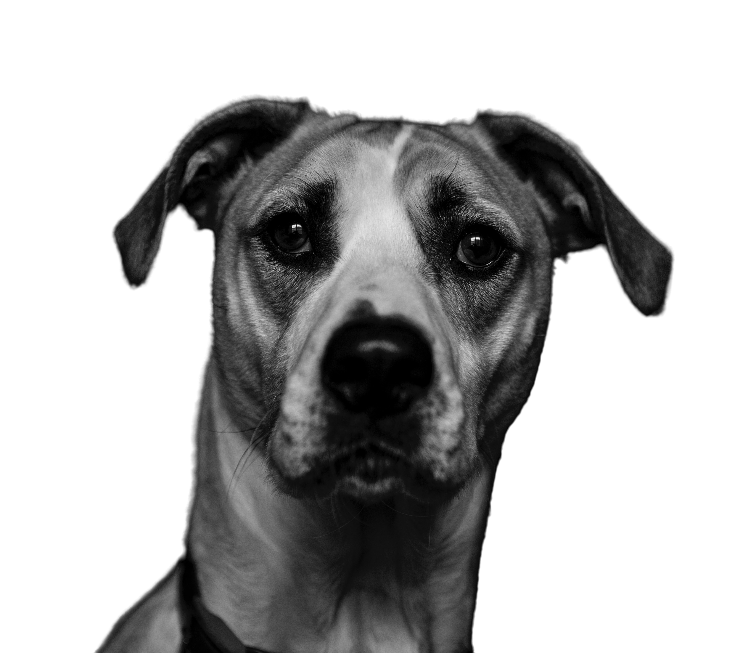 GTDog Success Stories Dog Trainers Near Lincolnshire UK stretchlab-nanuet-stretch-studios