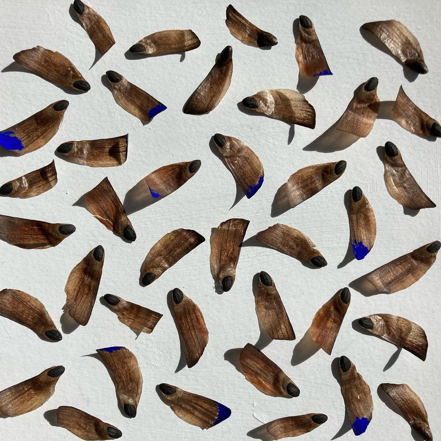 Assembly #assemblageart #seeds #blue #ultramarine #