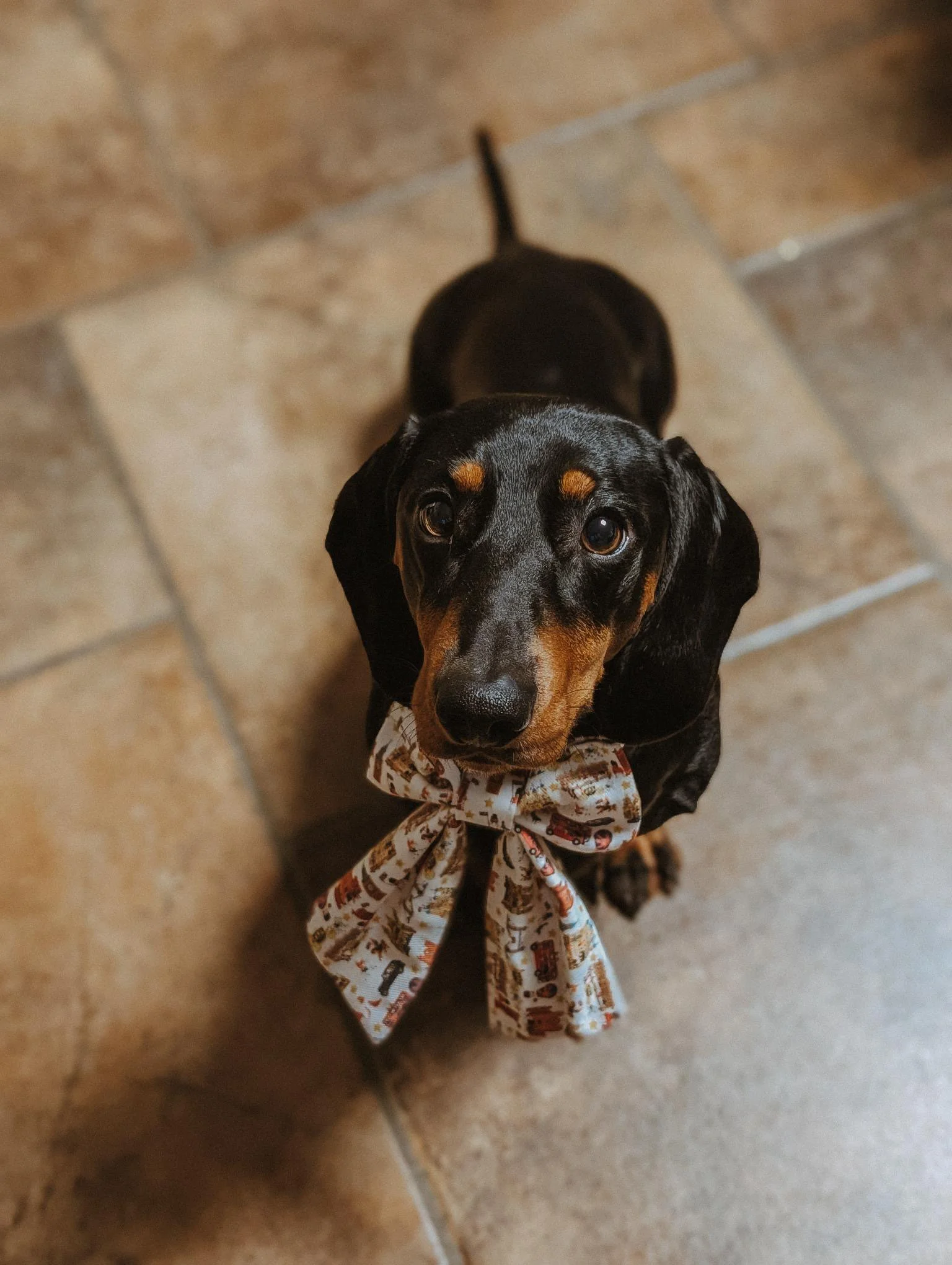 White London Lady Dog Bow