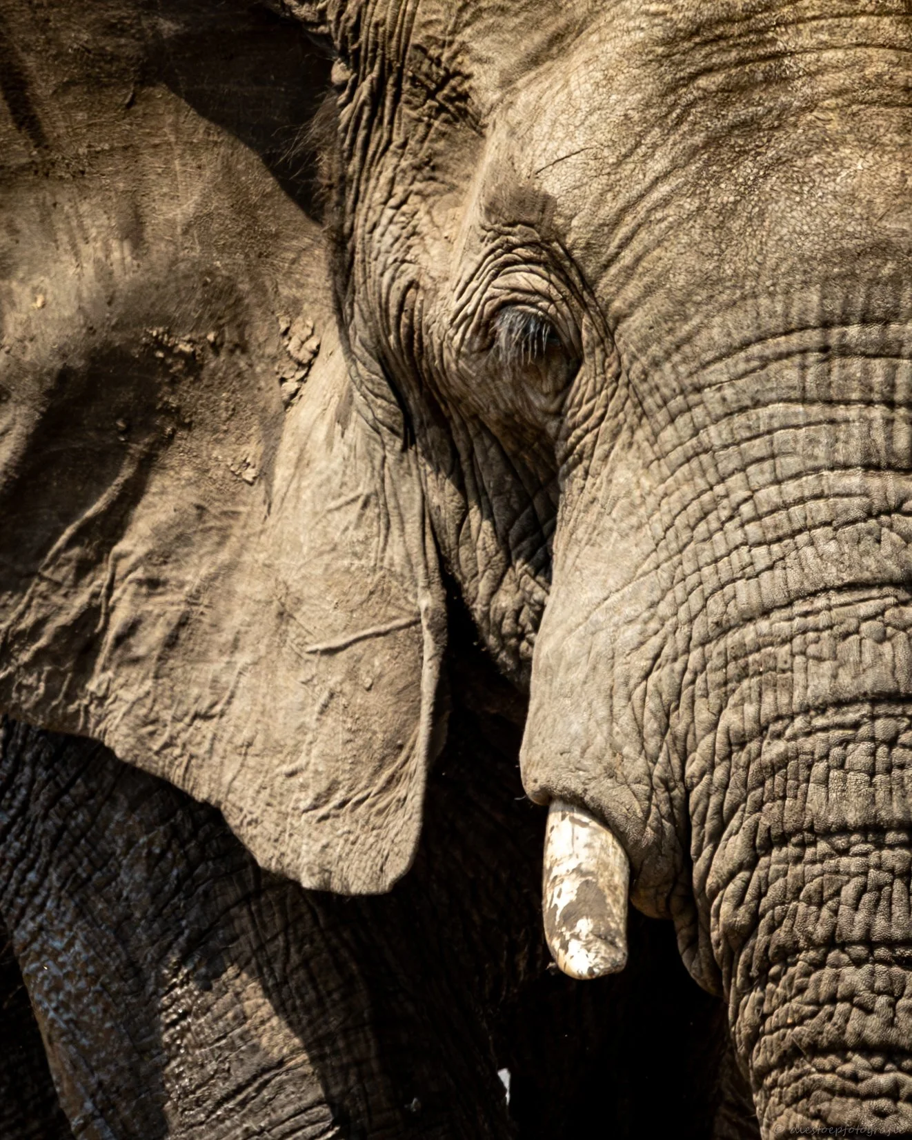 African Safari-124.jpg
