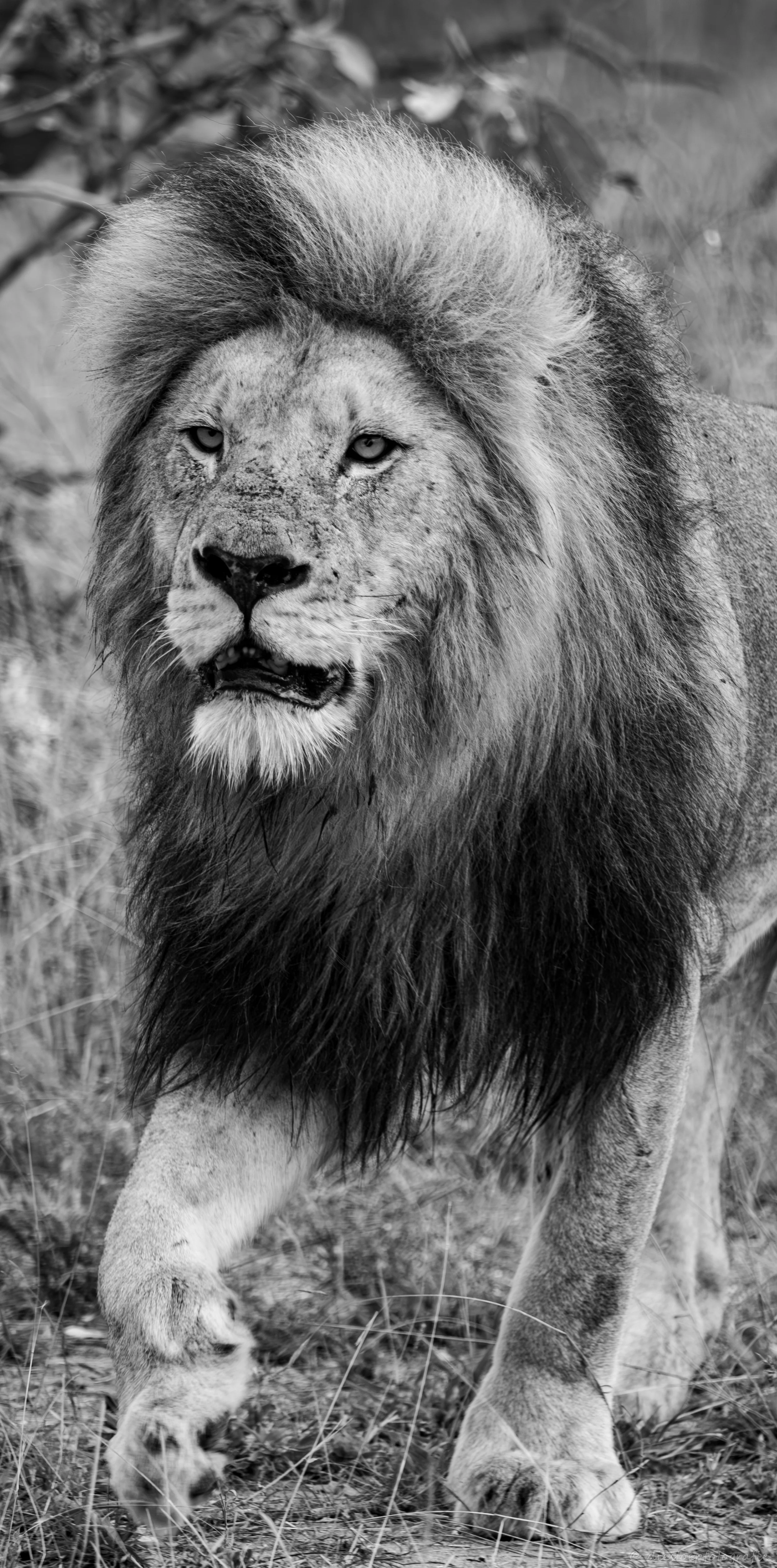 African Safari-26.jpg