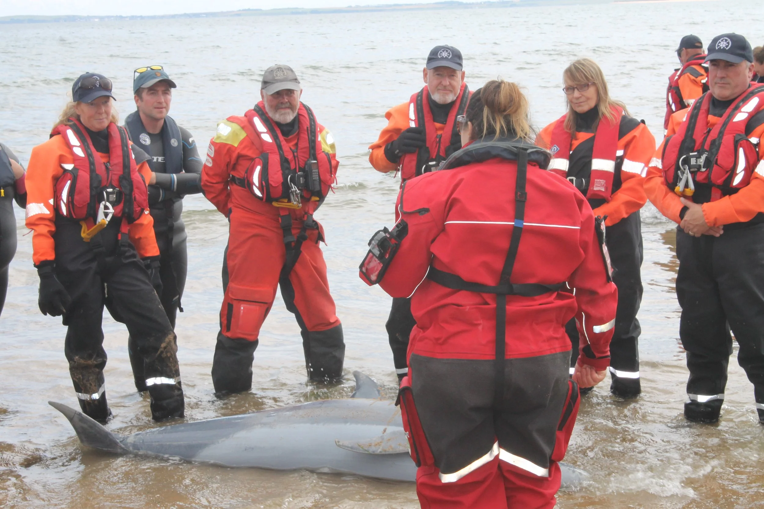 Walking through the process of refloating a dolphin