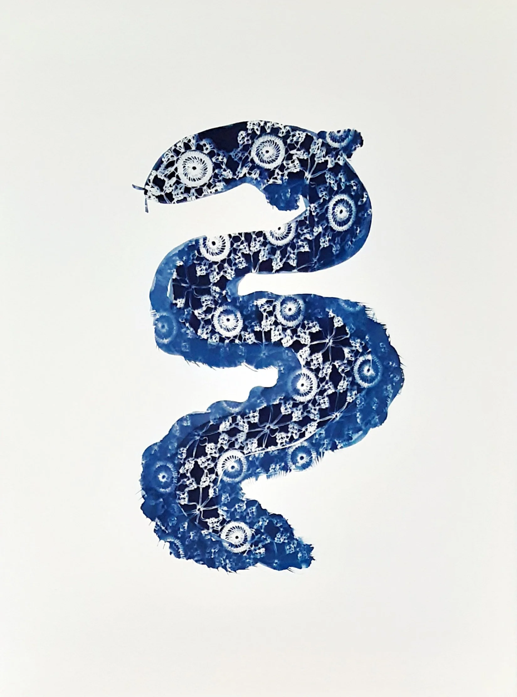 cyanotype eel.jpg