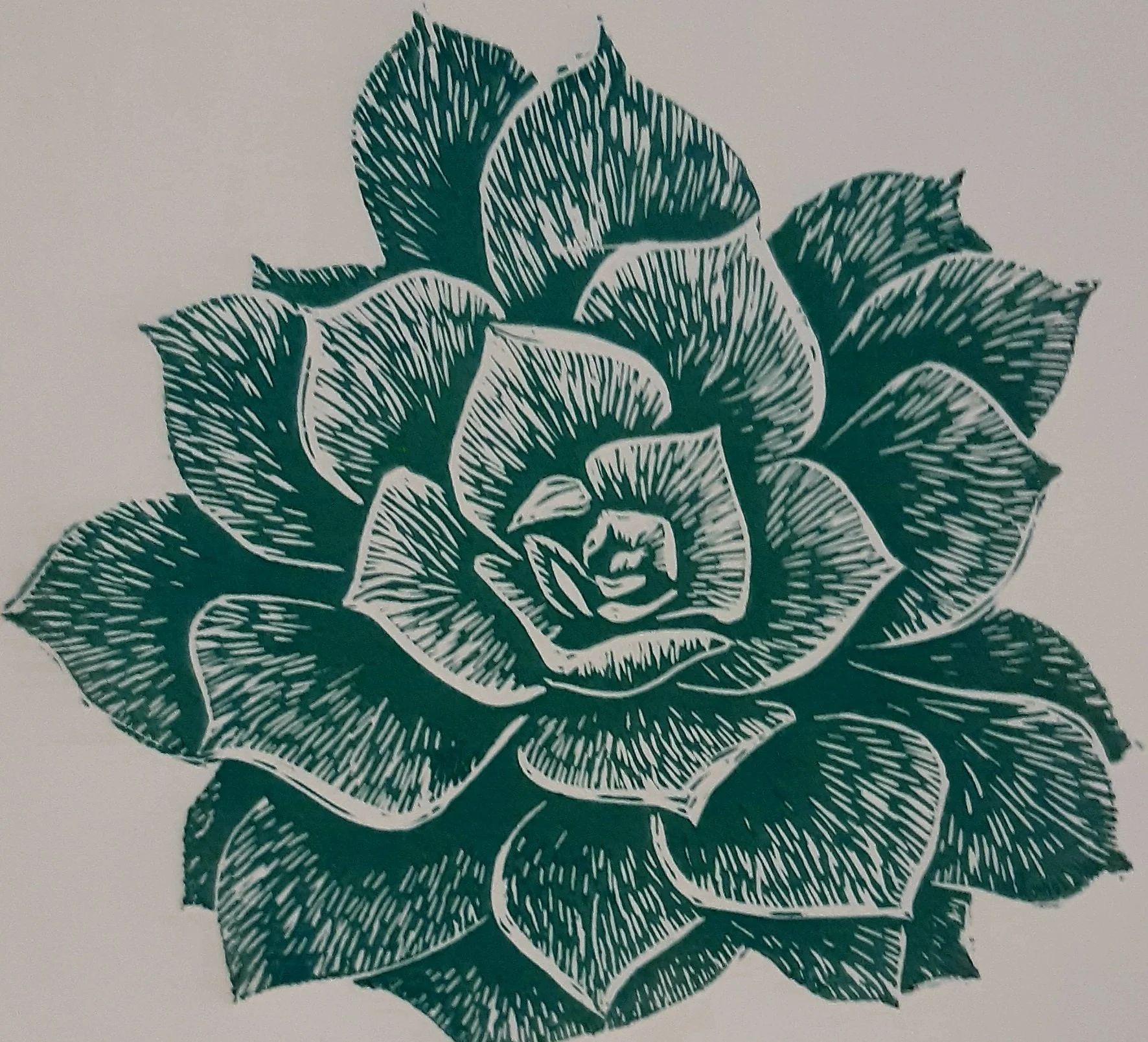 succulent image.jpg