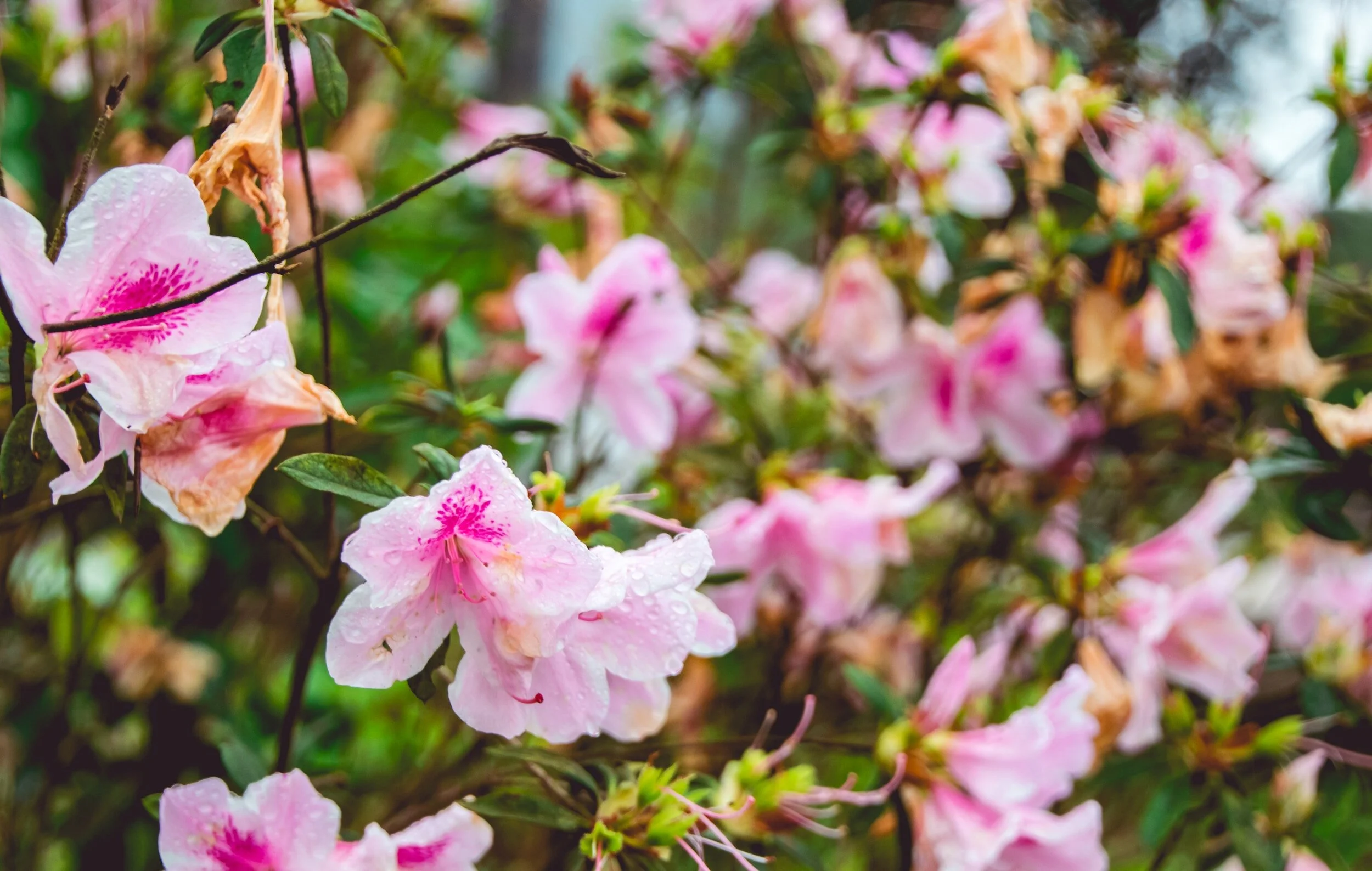 Pink Azaleas growing