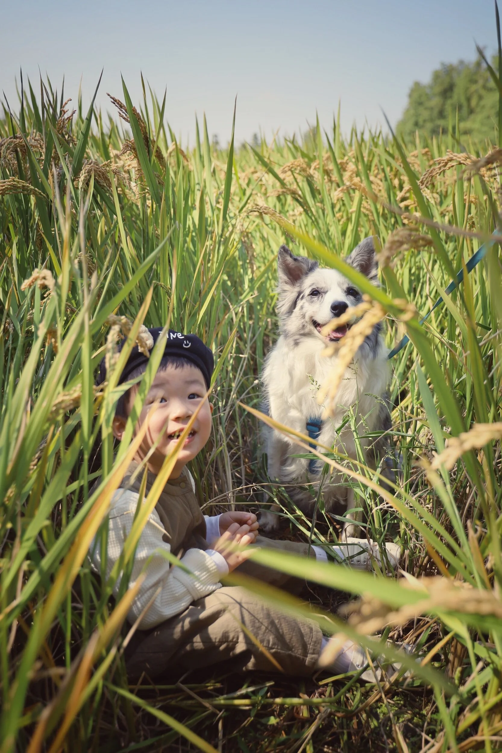 boy and his dog play outside in the tall grass