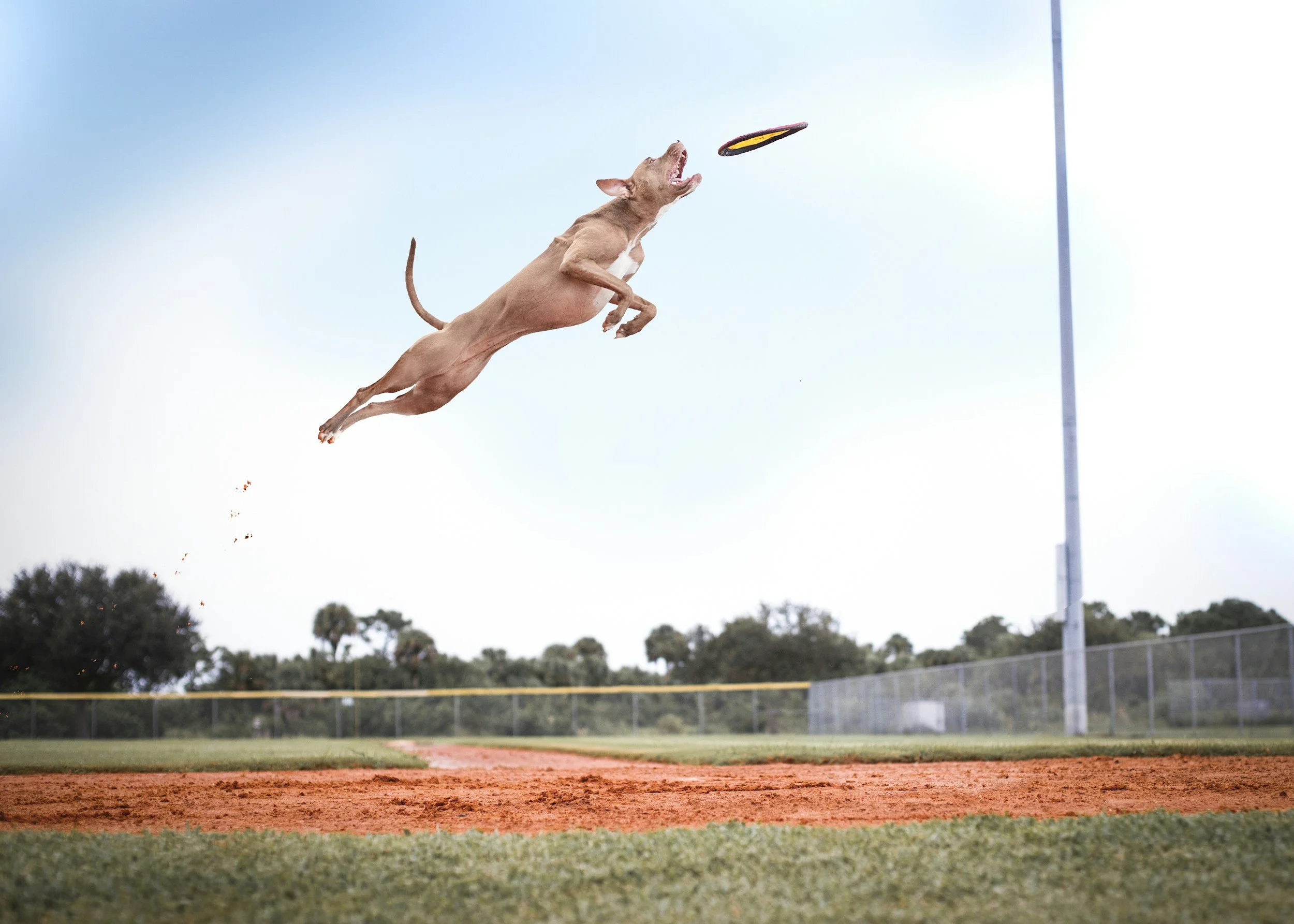 high energy dog jumping to catch a frisbee