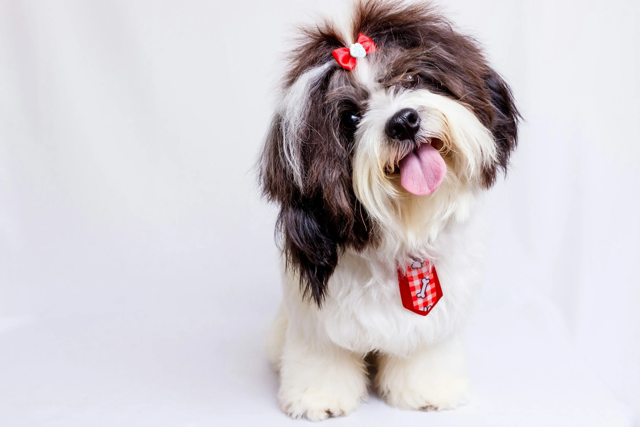 shih tzu with a bow and tie