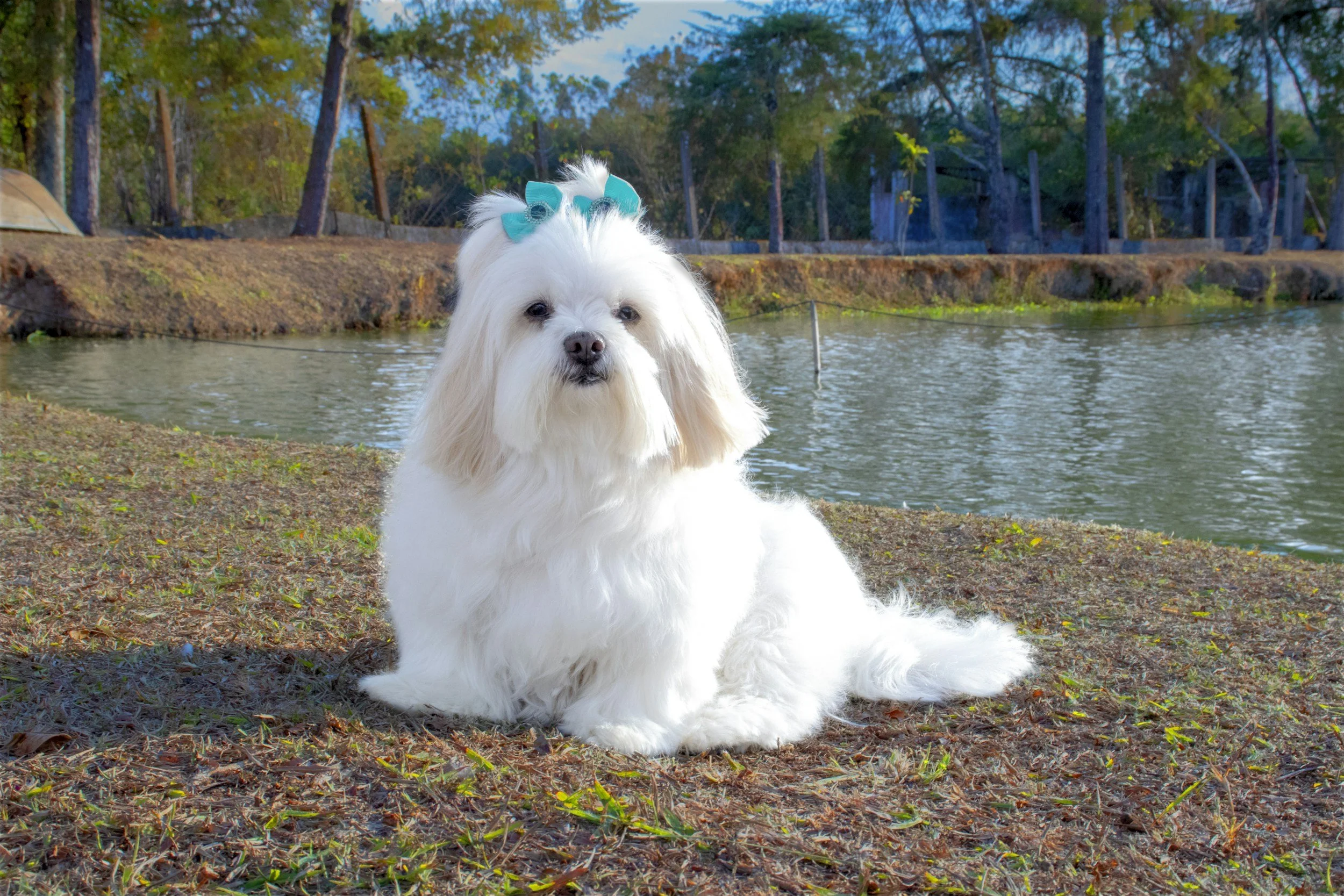 Lhasa Apso with 2 blue bows in hair sitting by a pond