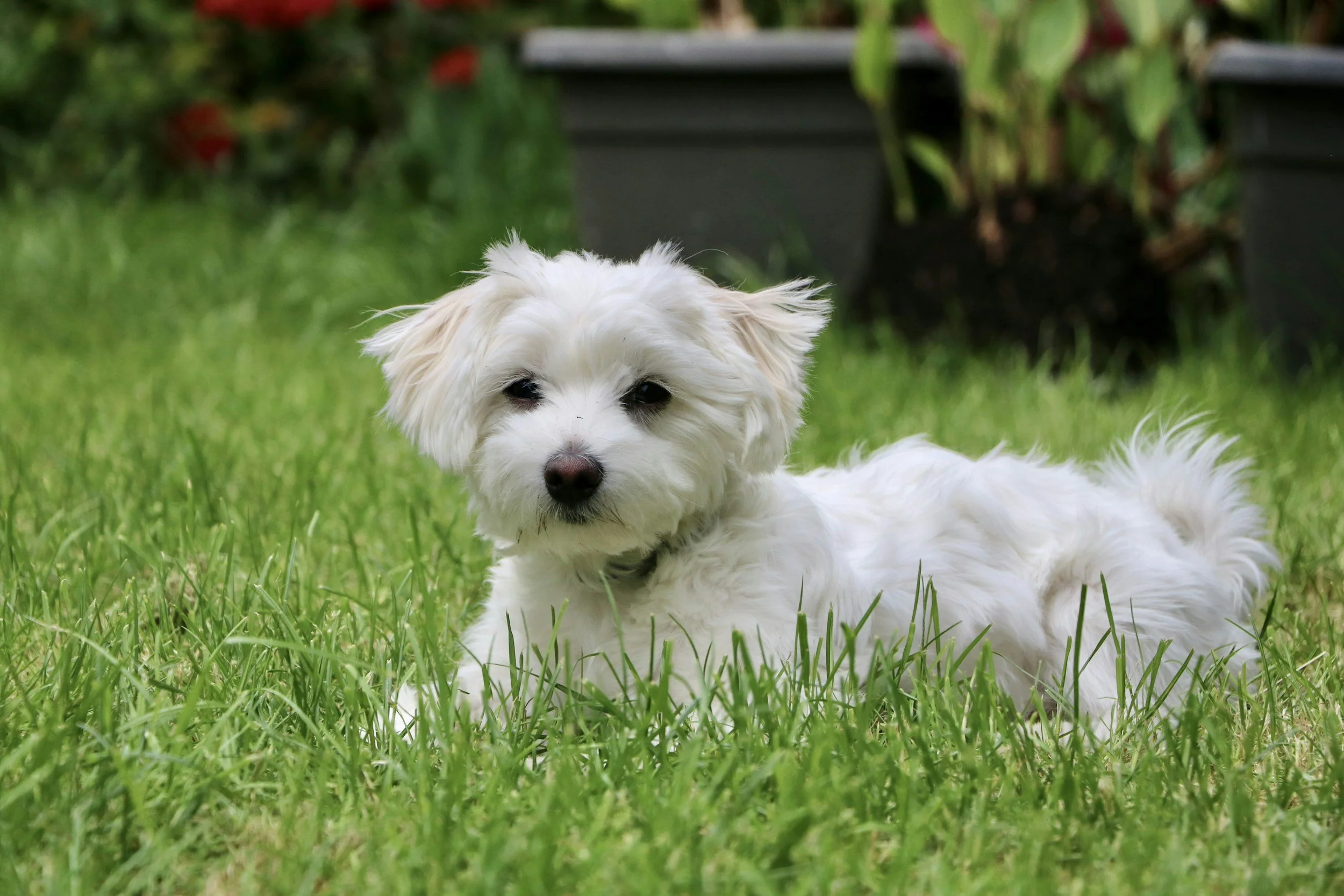 maltese laying in grass outside