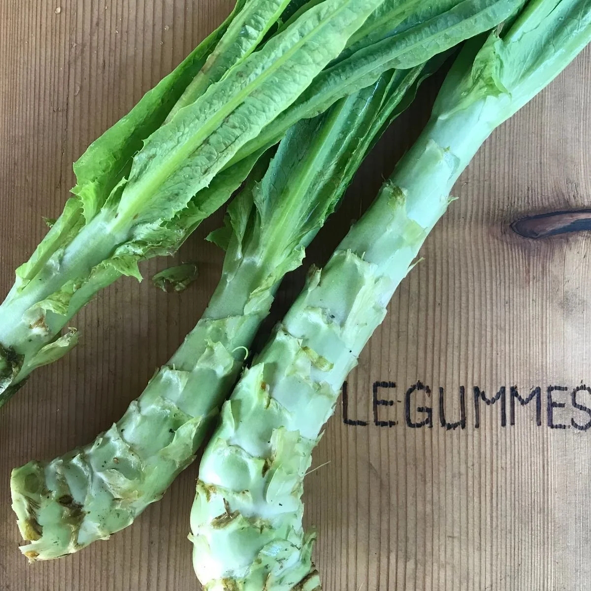 Salatspargel (Celtuce)