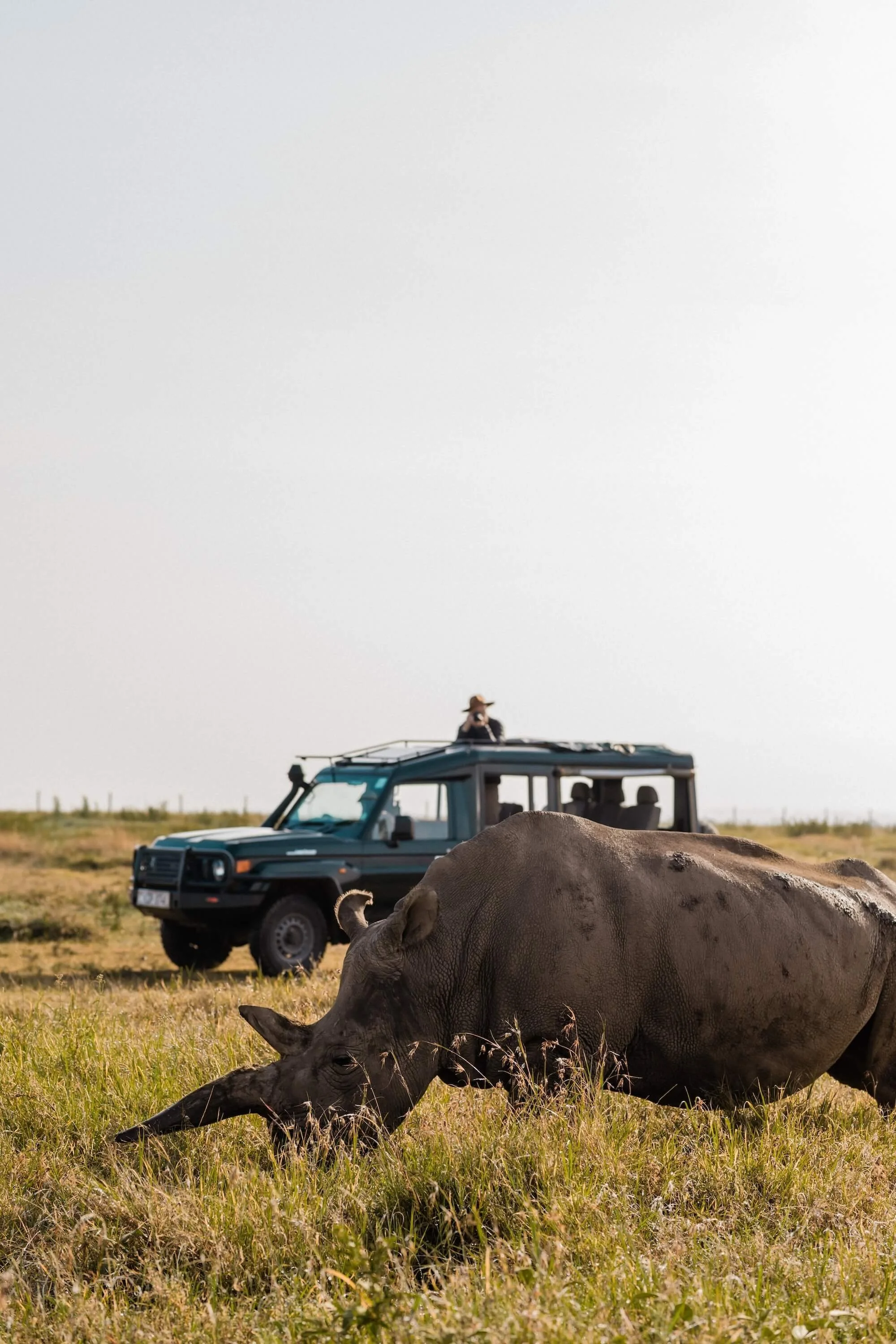 Northern White Rhino, Kenya