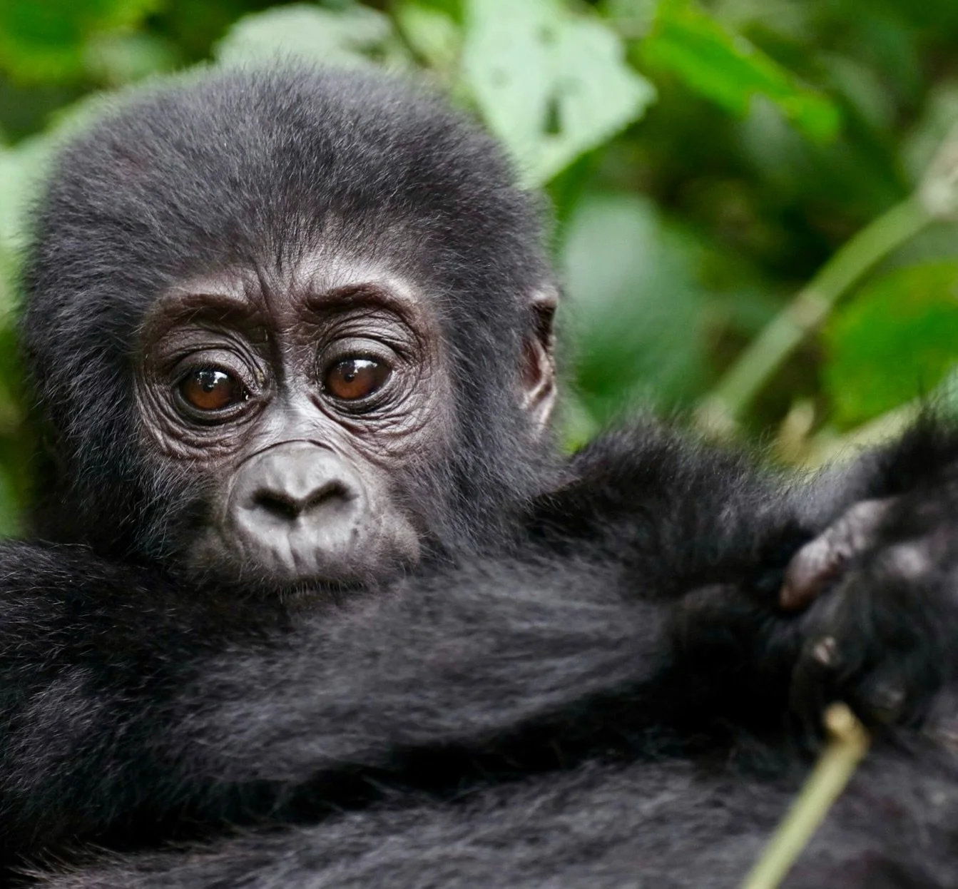 2027 is shaping up to be another incredible year 😍 

Did you know that there are little more than 1,000 mountain gorillas left in the wild? Mark your calendars for May 2027 because we&rsquo;re heading to Rwanda and Uganda to meet these incredible an
