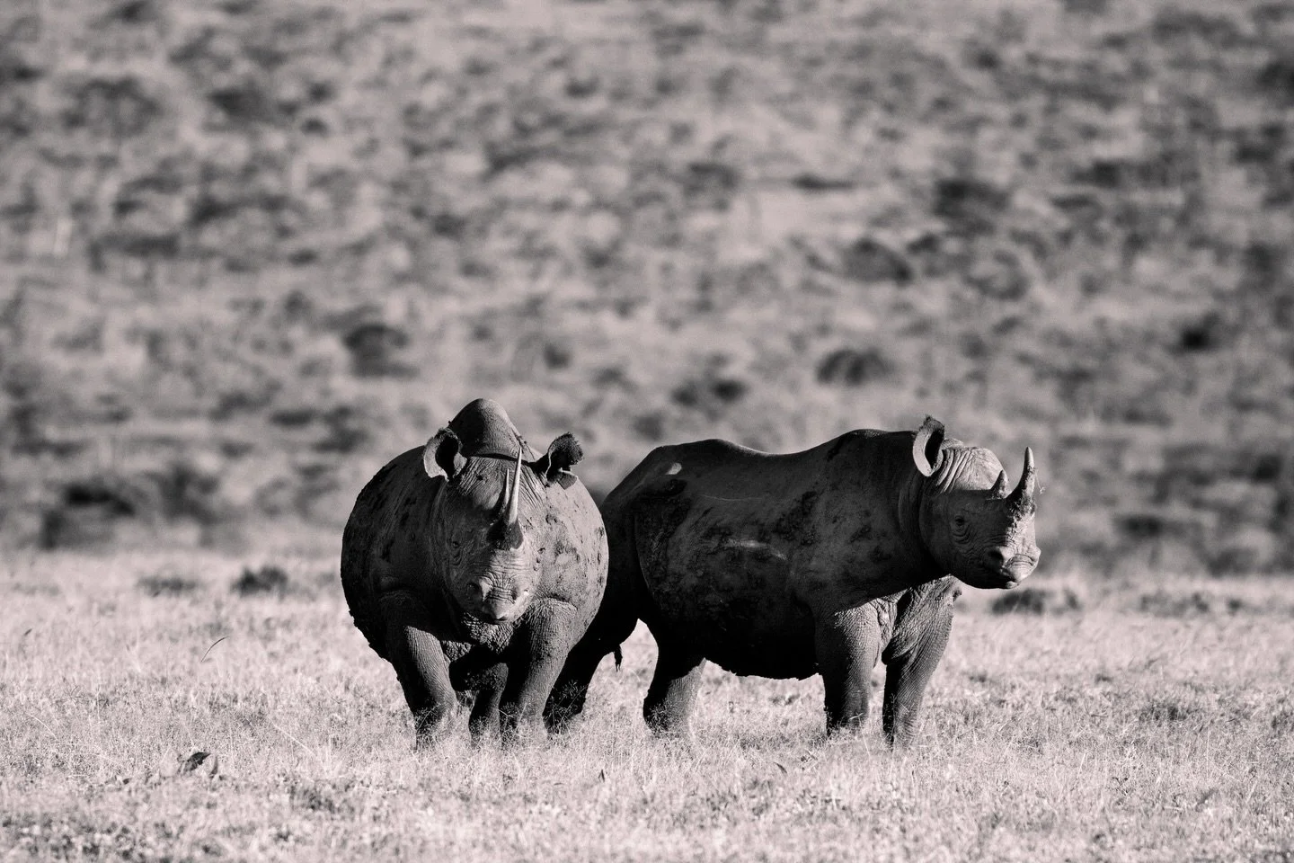 On world wildlife day we want to pay homage our roots; specifically to @olpejeta where our dream began. During Covid lockdowns Ol Pejeta lost a substantial amount of tourism generated income and we reached out and suggested we teach some online yoga 