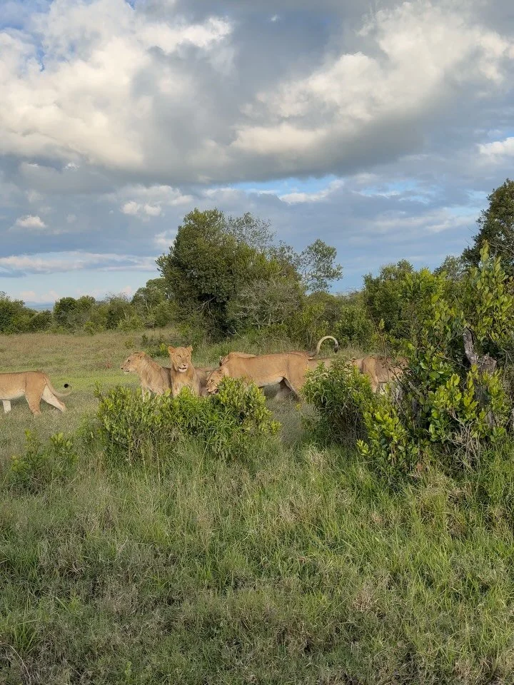 The lion encounters on our December retreat to Kenya were seriously something else! 

Make sure your volume is up for the first clip 🦁 Lots of cubs half way through + lion love in the last clip! ❤️

.
#lions #kenyasafari #olpejeta #luxuryyogaretreat