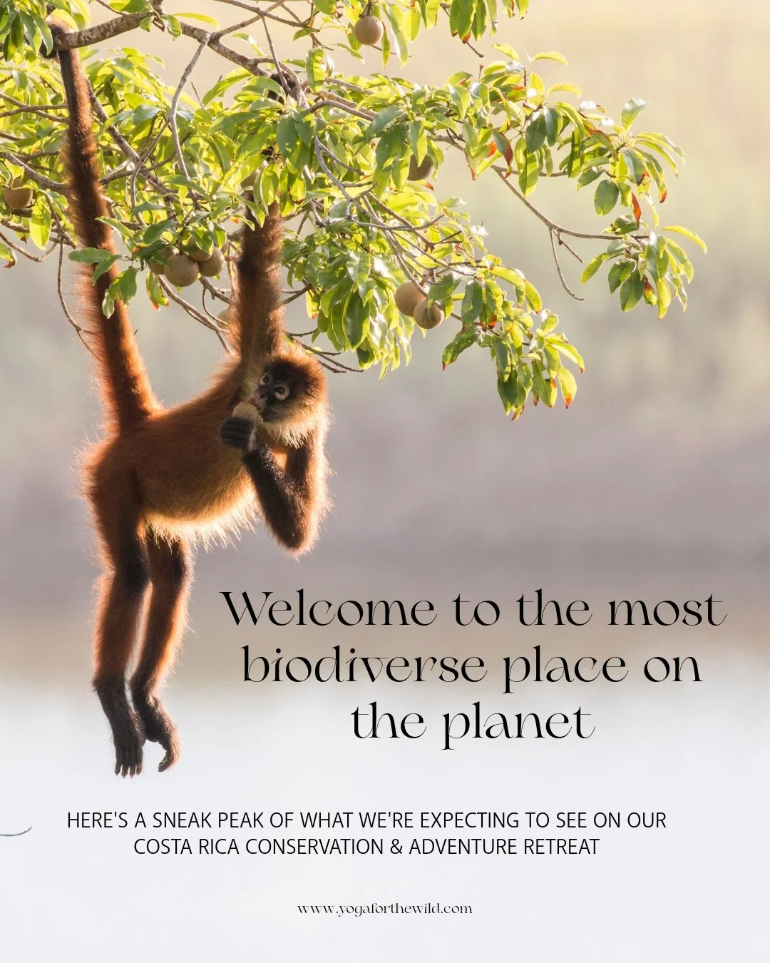 Costa Rica is unlike anywhere else we've travelled! Not just beautiful. Not just tropical. Genuinely, overwhelmingly, almost incomprehensibly alive at every turn. 

We're planning a retreat to the Osa Peninsula &mdash; the most biodiverse corner of o