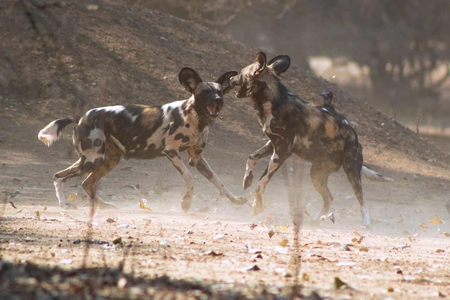 We're very proud supporters of @bushlife_conservancy in Zimbabwe's Mana Pools - one of the country's (and probably the continent's) best kept secrets 💚 

@bushlifesafaris handles critical, on-the-ground conservation operations that protect both the 