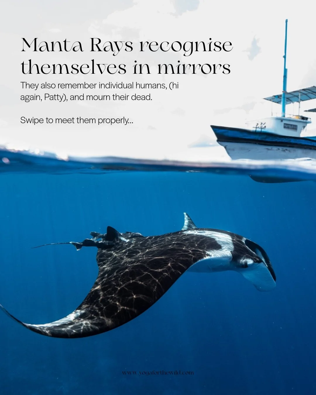 Like the boat? Here's where we're taking it - we'll be sailing the northern Maldives in November 2026 with a marine biologist from the @mantatrust. We'll be snorkelling at Hanifaru Bay, logging sightings, and doing real citizen science alongside peop