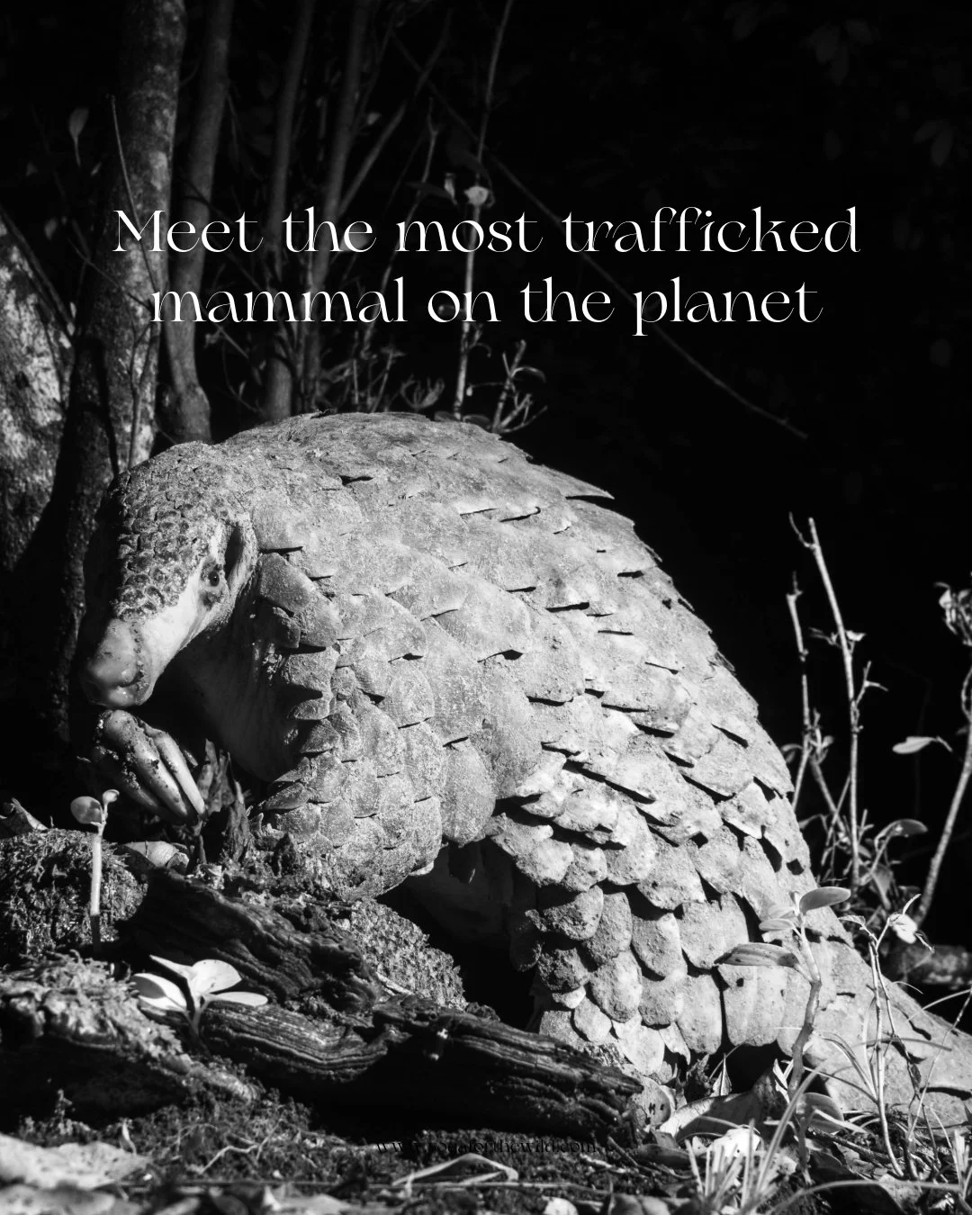 Today is Earth Day. And we want to talk about an animal most people have never seen, many have never heard of, and which is disappearing faster than almost any creature on Earth.

The pangolin.

The most trafficked mammal in the world &mdash; hunted 