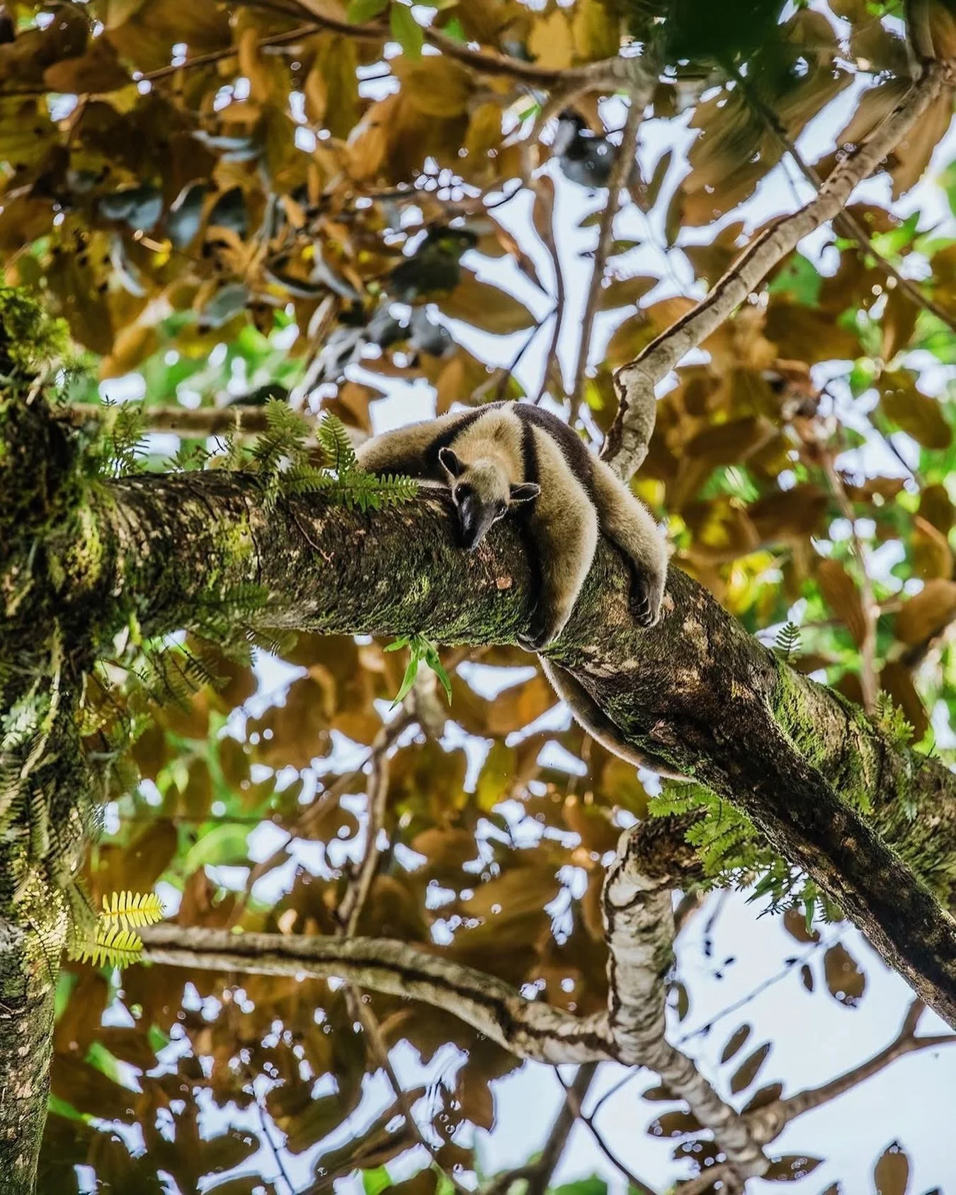 As we get ready to launch our Costa Rica 2027 retreat a little reminder that our subscribers get a week of free access so they can secure the best rooms as soon as they are available✌🏼 

You can sign up to our newsletter on our website to get yourse
