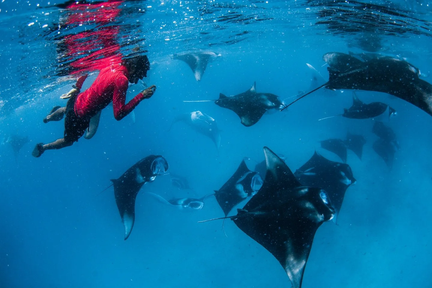 Did you know that manta rays can reach a maximum wingspan of about 7 metres (23 feet) and a weight of around 3,000 kg?!

The Manta Trust - @mantatrust - was founded in 2011 to coordinate global research and conservation efforts for manta rays, their 