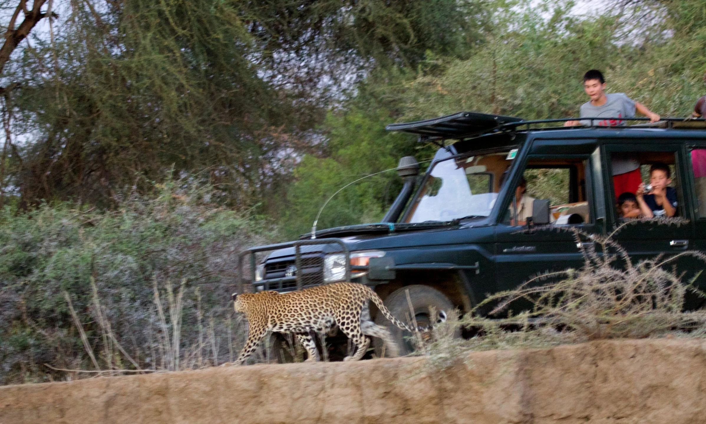 Leopard at Namunyak Conservancy, Kenya