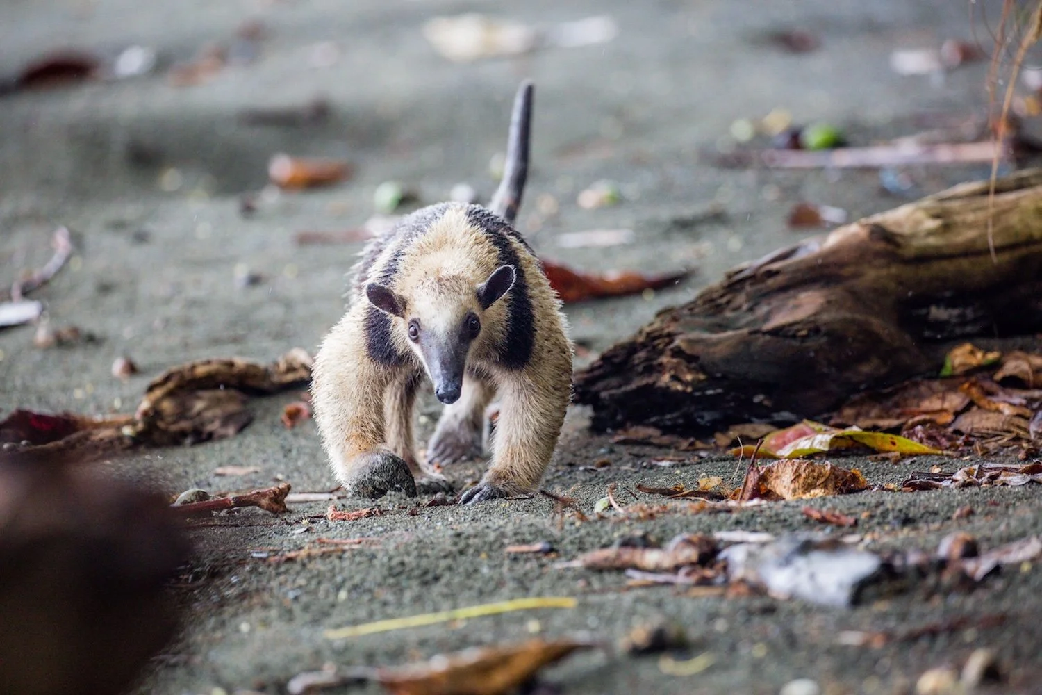 costa_rica_yoga_retreat_anteater.jpeg