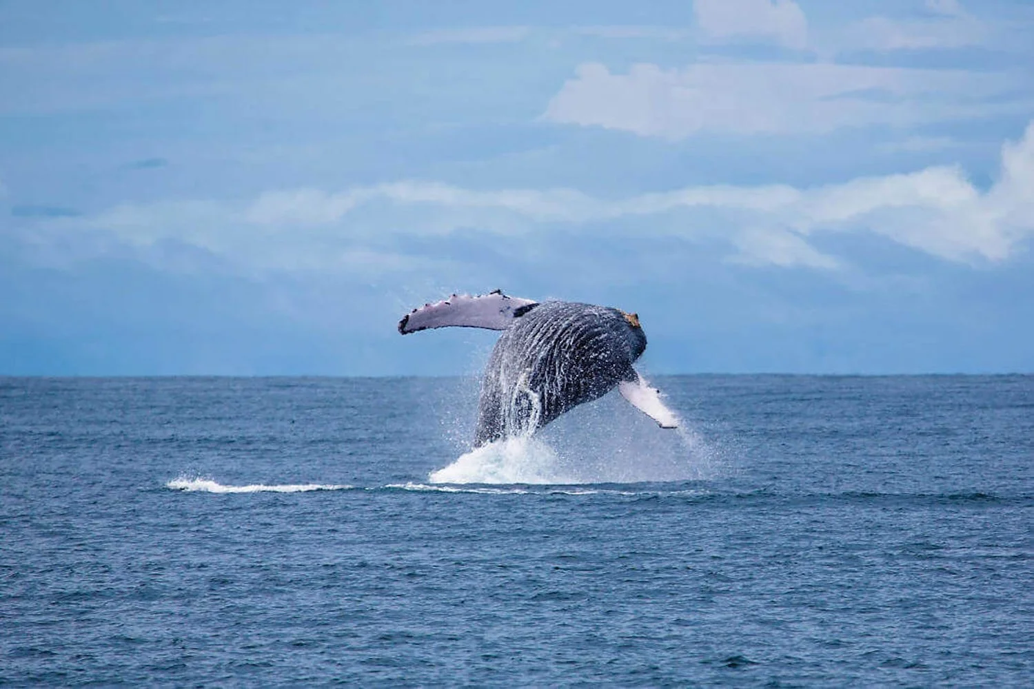 costa_rica_yoga_retreat_whale_breaching.jpg