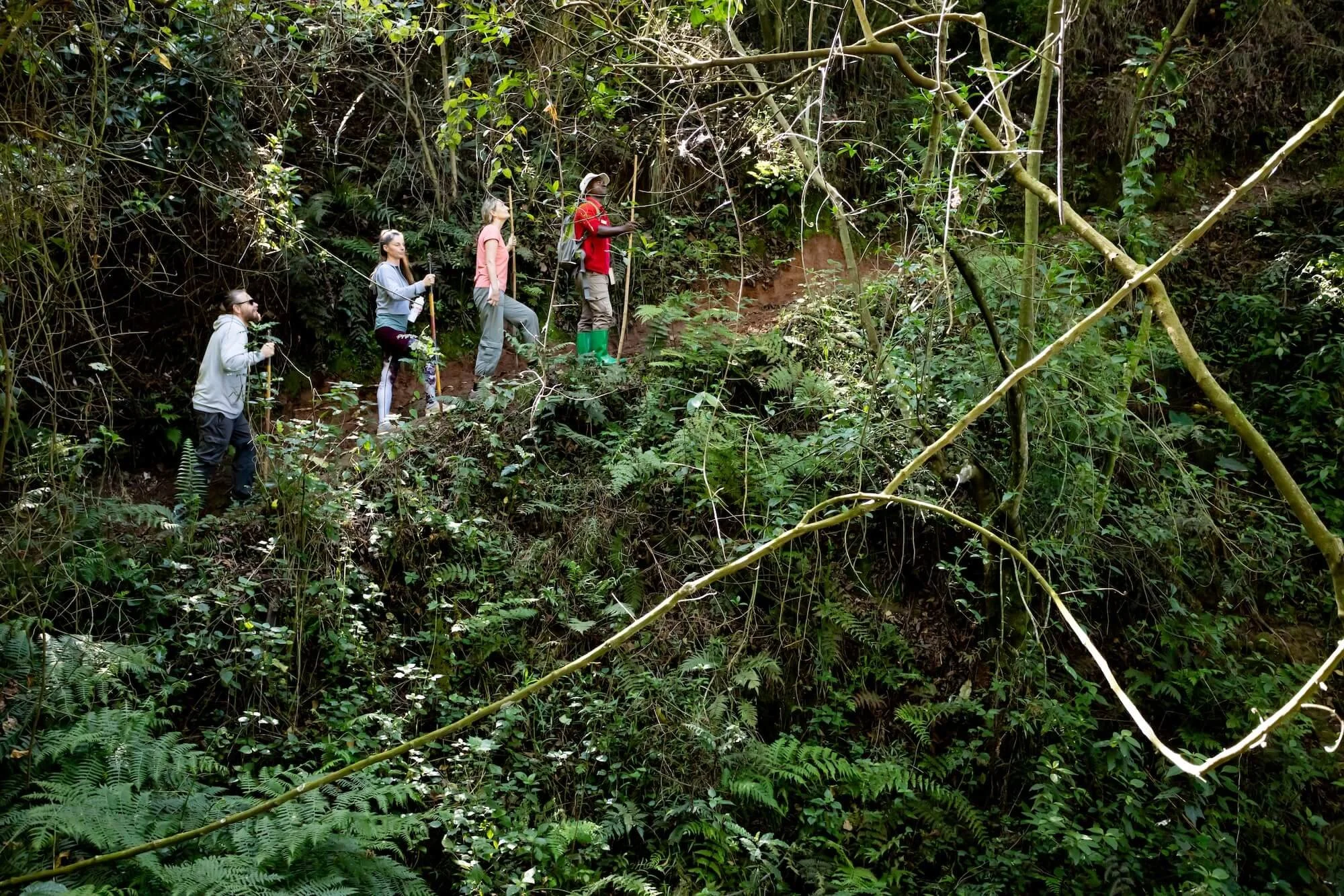 Uganda_Gorillas_Yoga_Retreat_MagicForestWalk  011.jpg